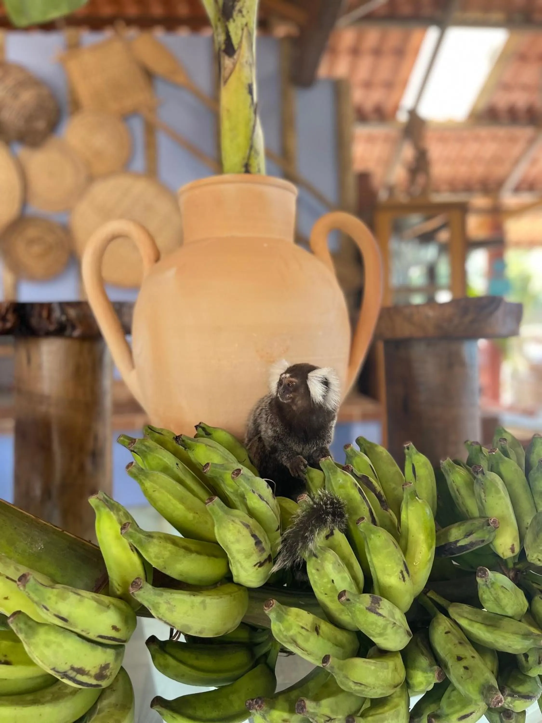Pousada Beach House Coqueirinho