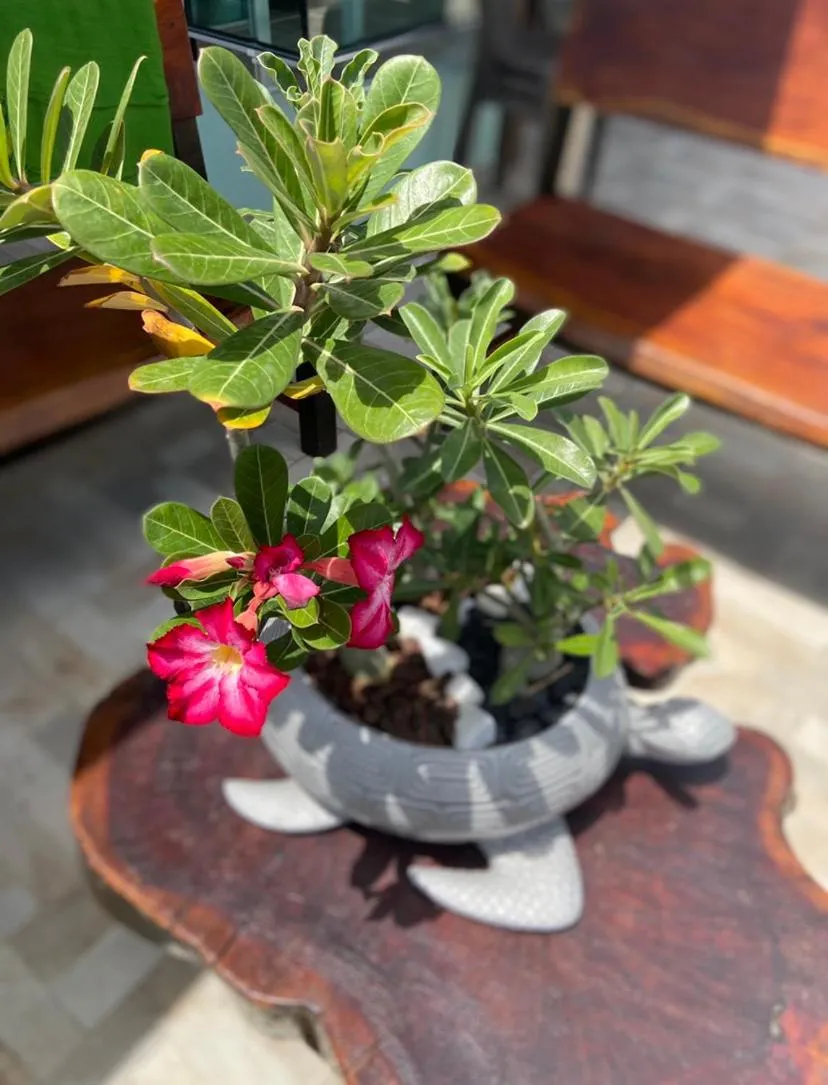 Pousada Beach House Coqueirinho