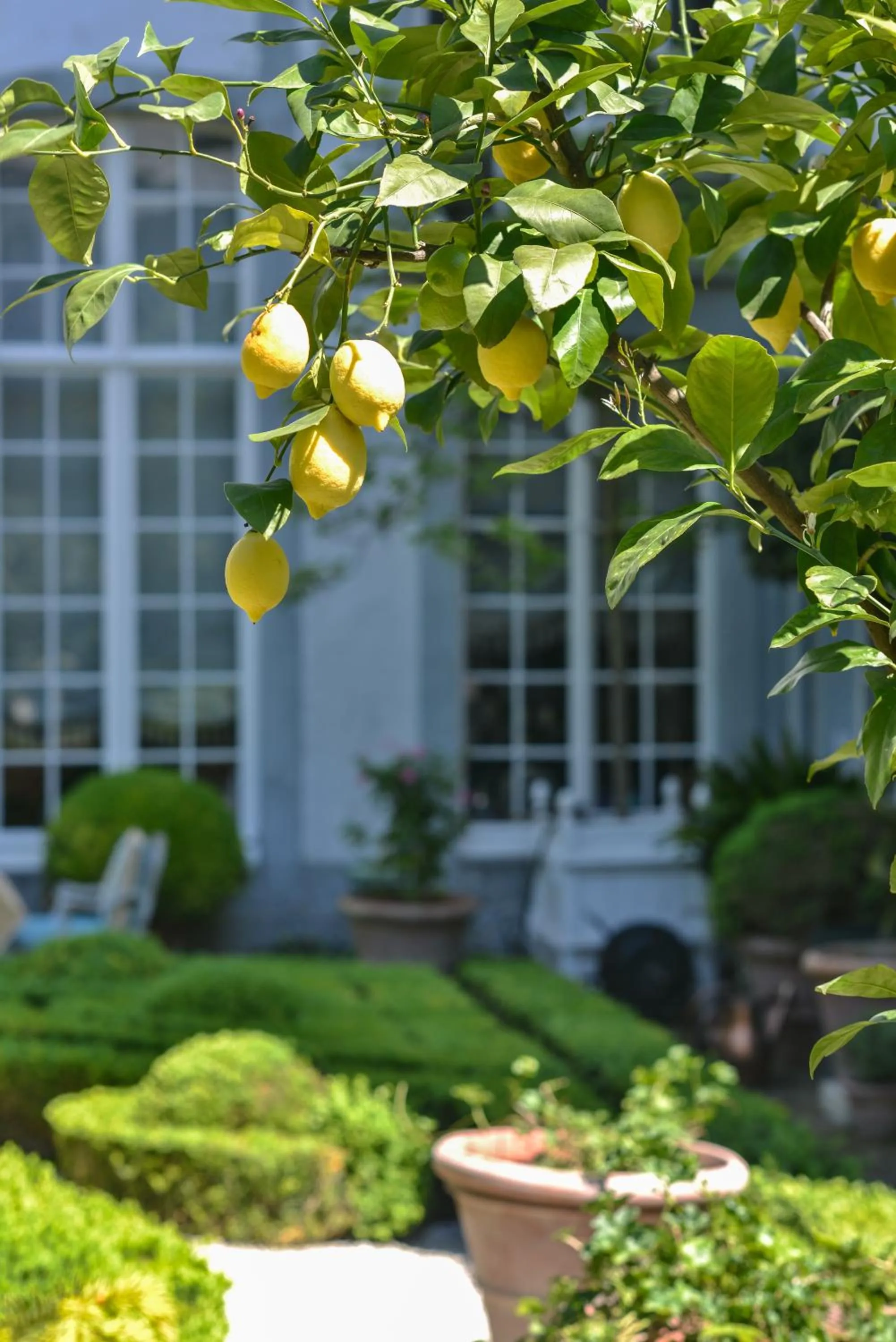 Garden in B&B The Verhaegen
