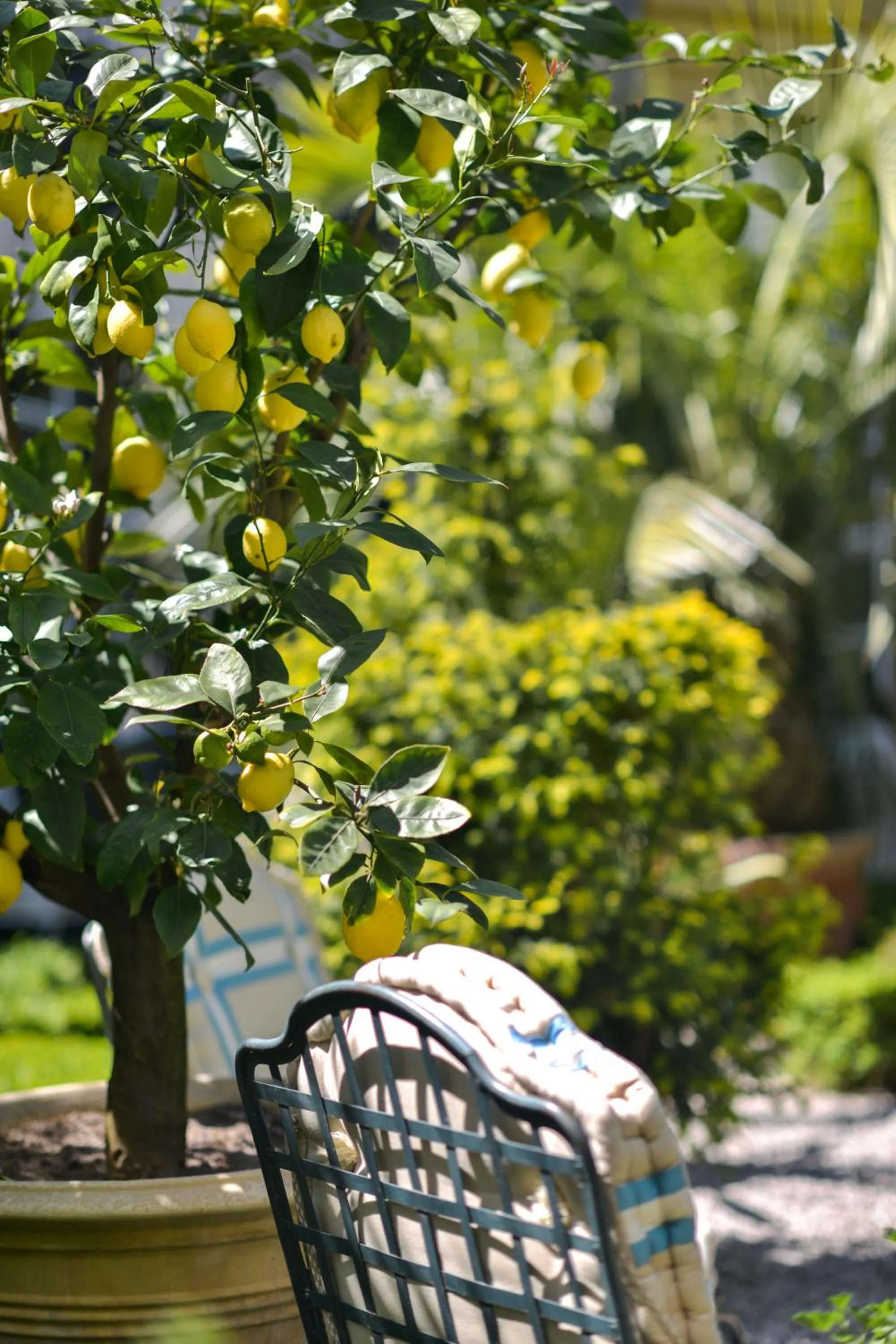 Garden in B&B The Verhaegen