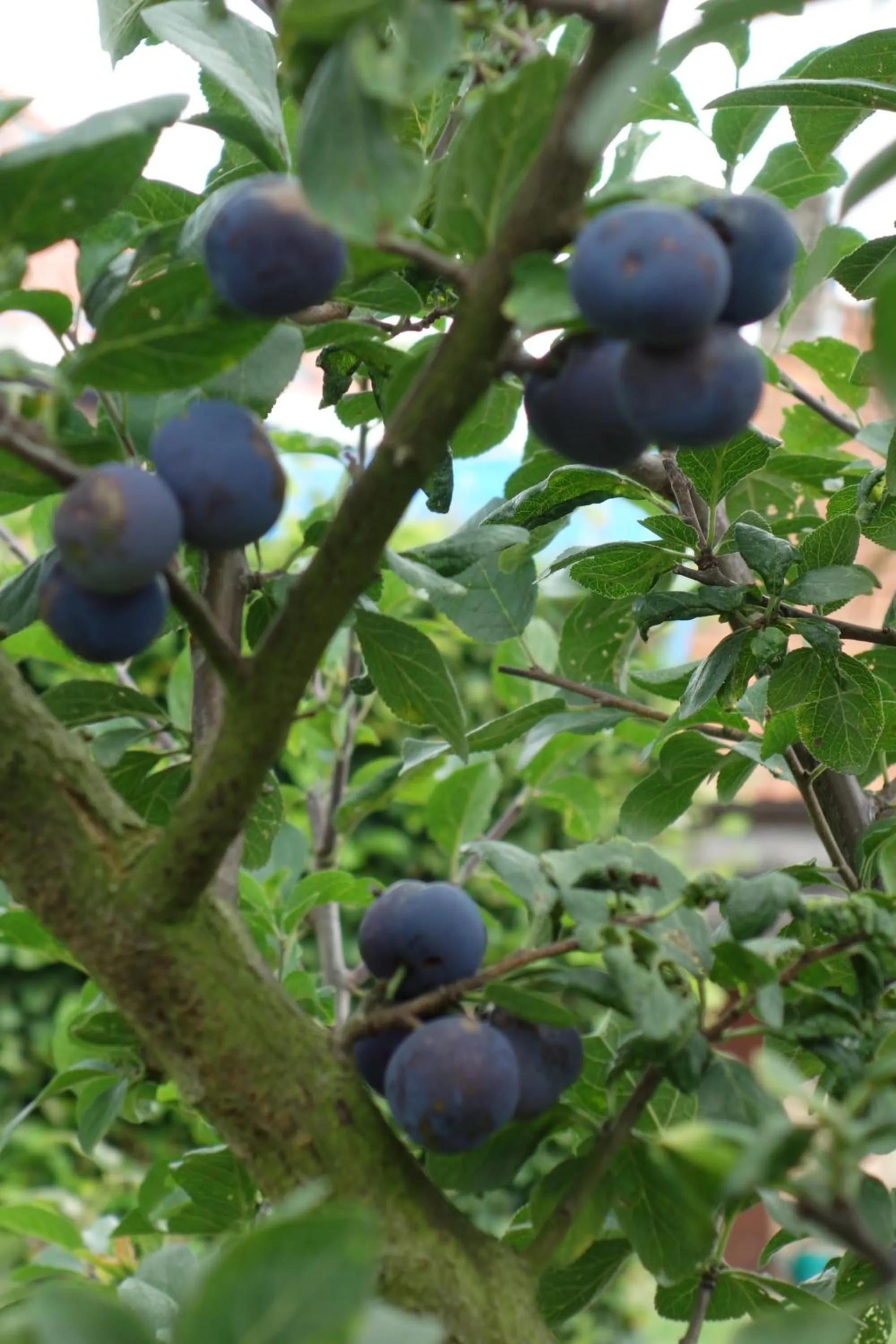 Garden in Elckerlyck Inn Hotel