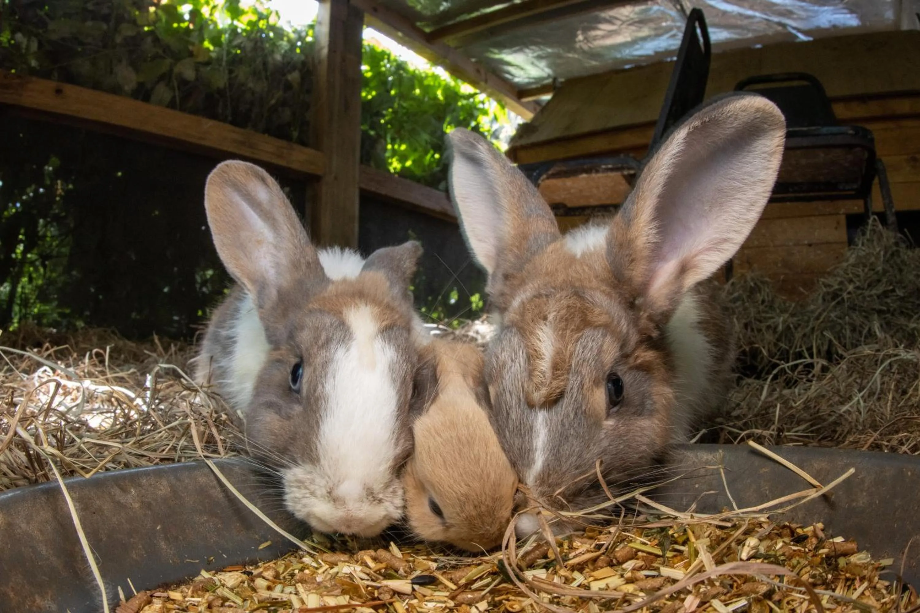 Animals in Batchelor Butterfly Farm