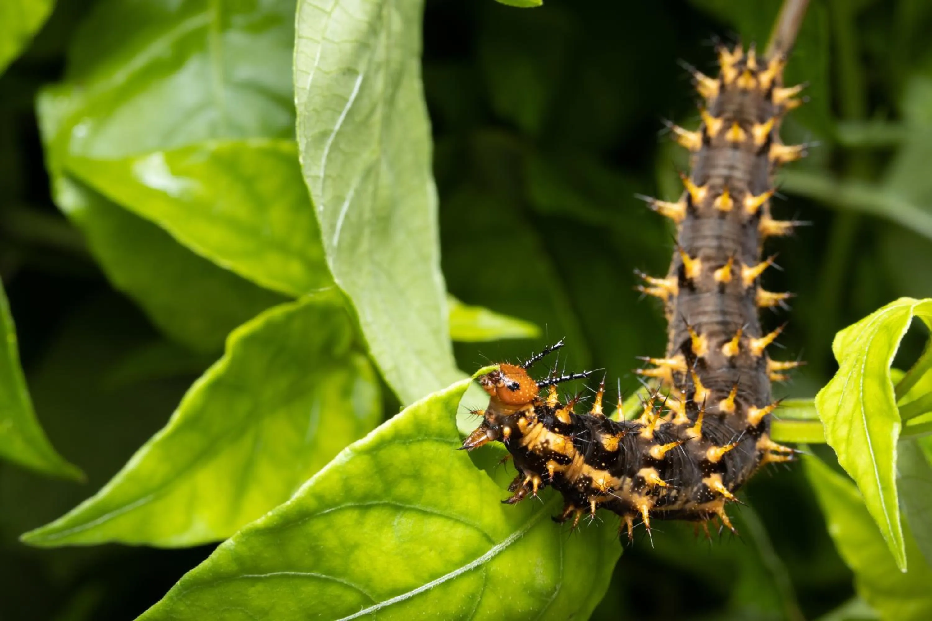 Batchelor Butterfly Farm