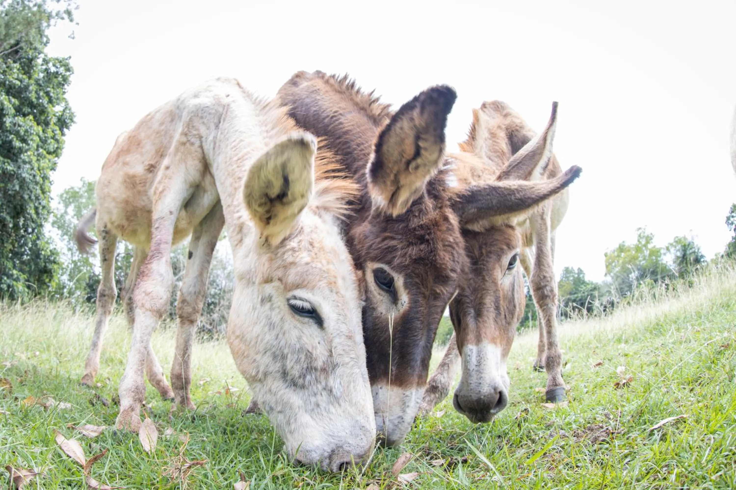 Animals in Batchelor Butterfly Farm