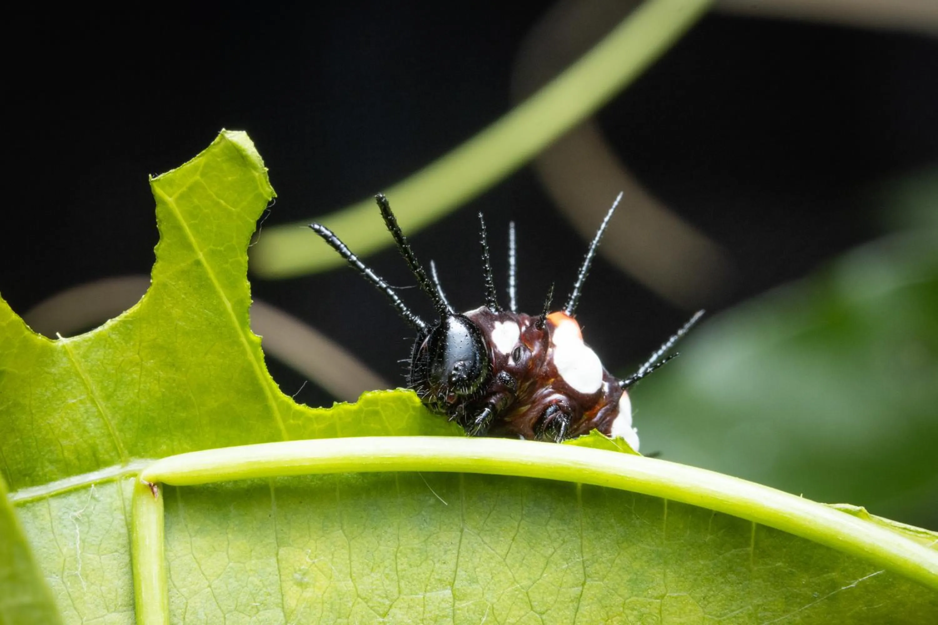 Batchelor Butterfly Farm