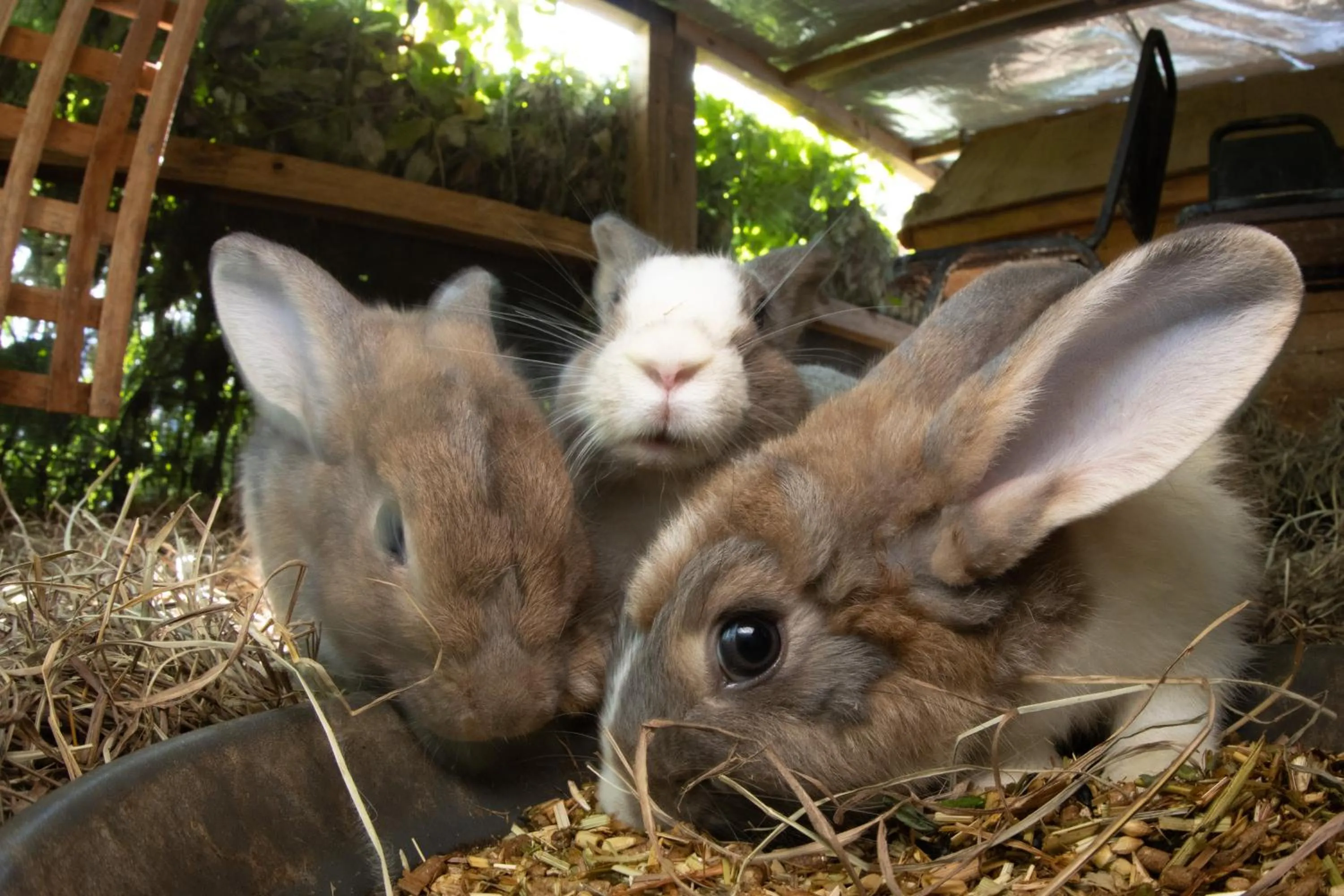 Animals in Batchelor Butterfly Farm