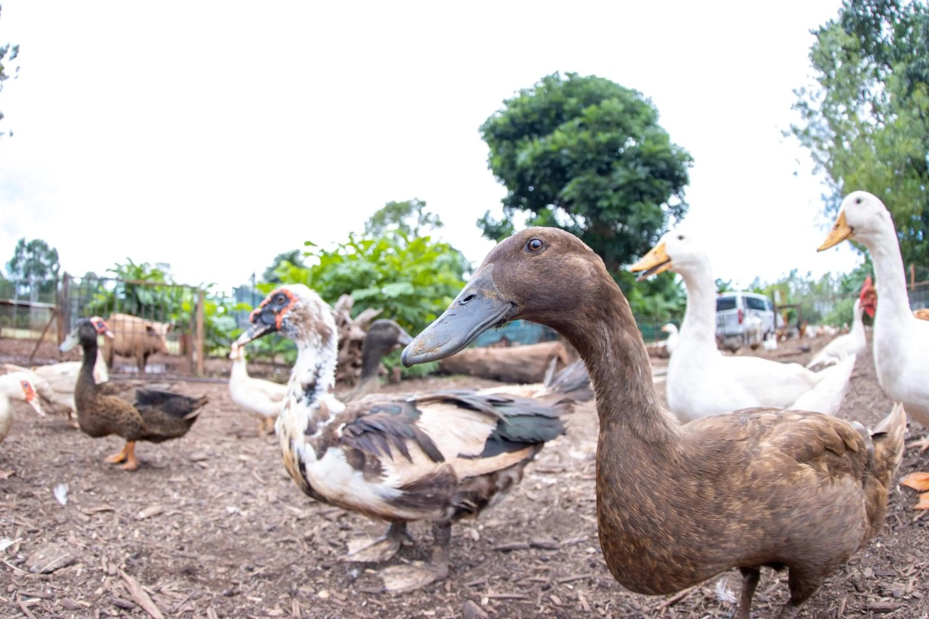 Animals in Batchelor Butterfly Farm