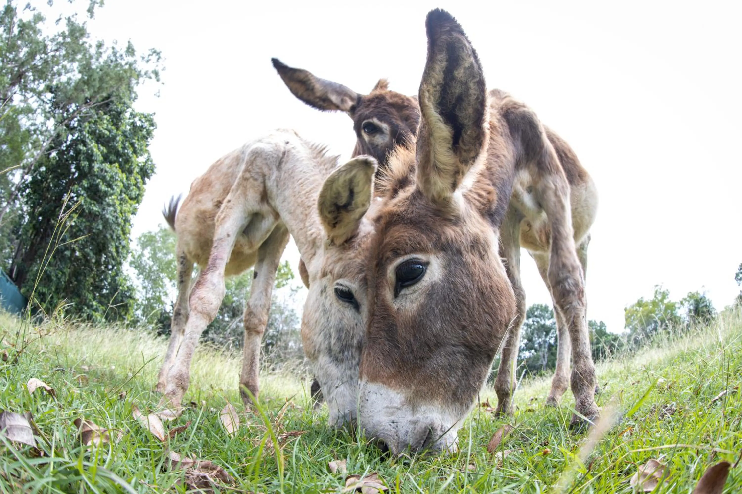 Animals in Batchelor Butterfly Farm