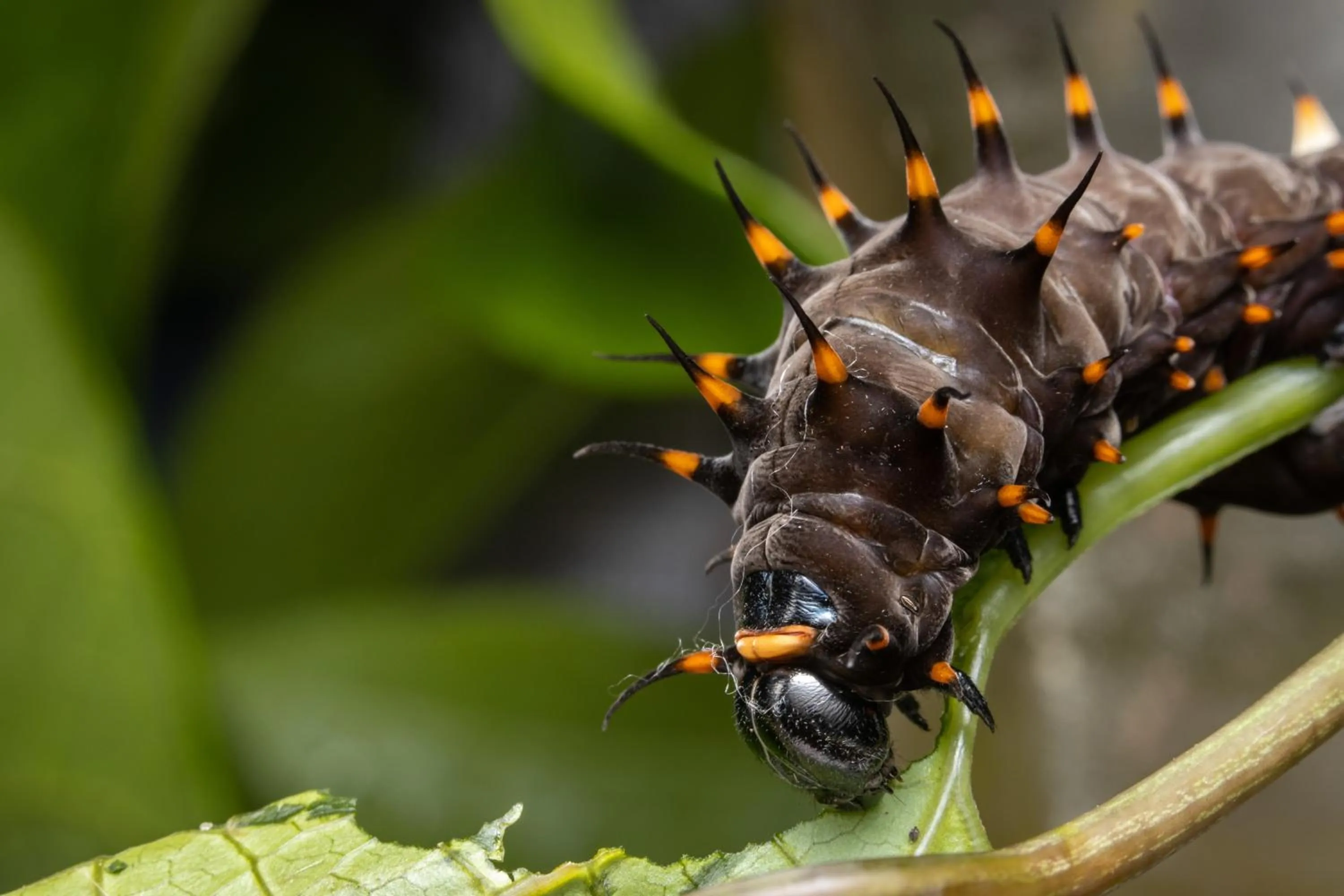 Batchelor Butterfly Farm