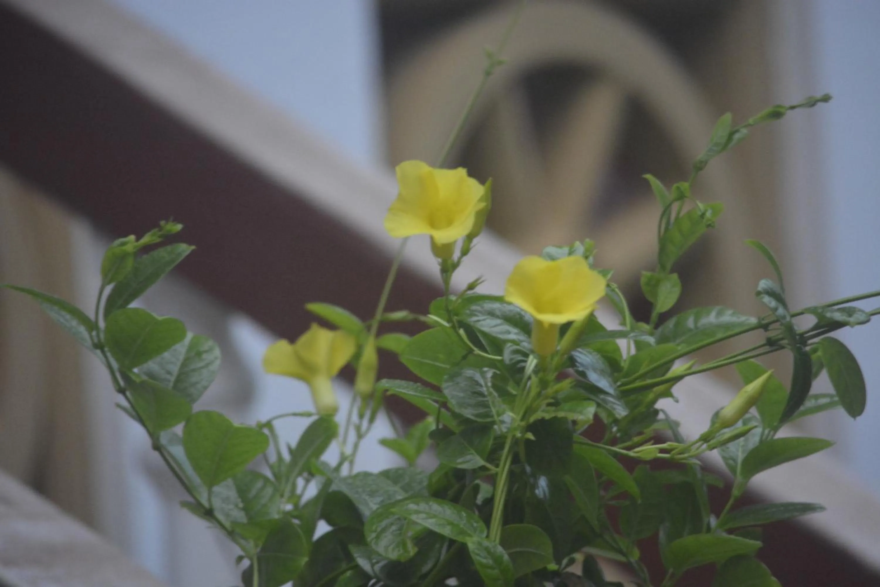 Garden in Mama's place Mirissa