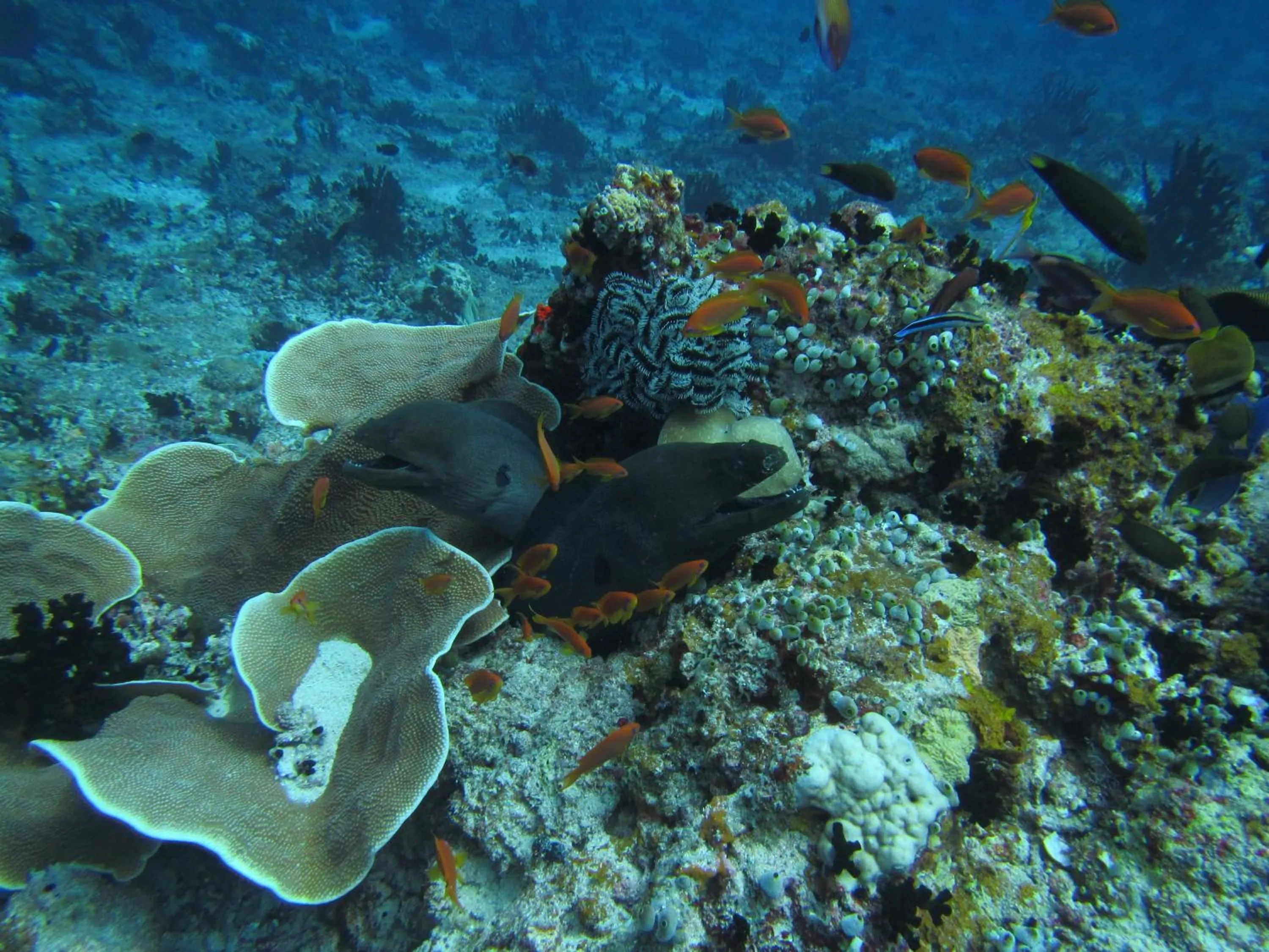Snorkeling in Embudu Village Maldives