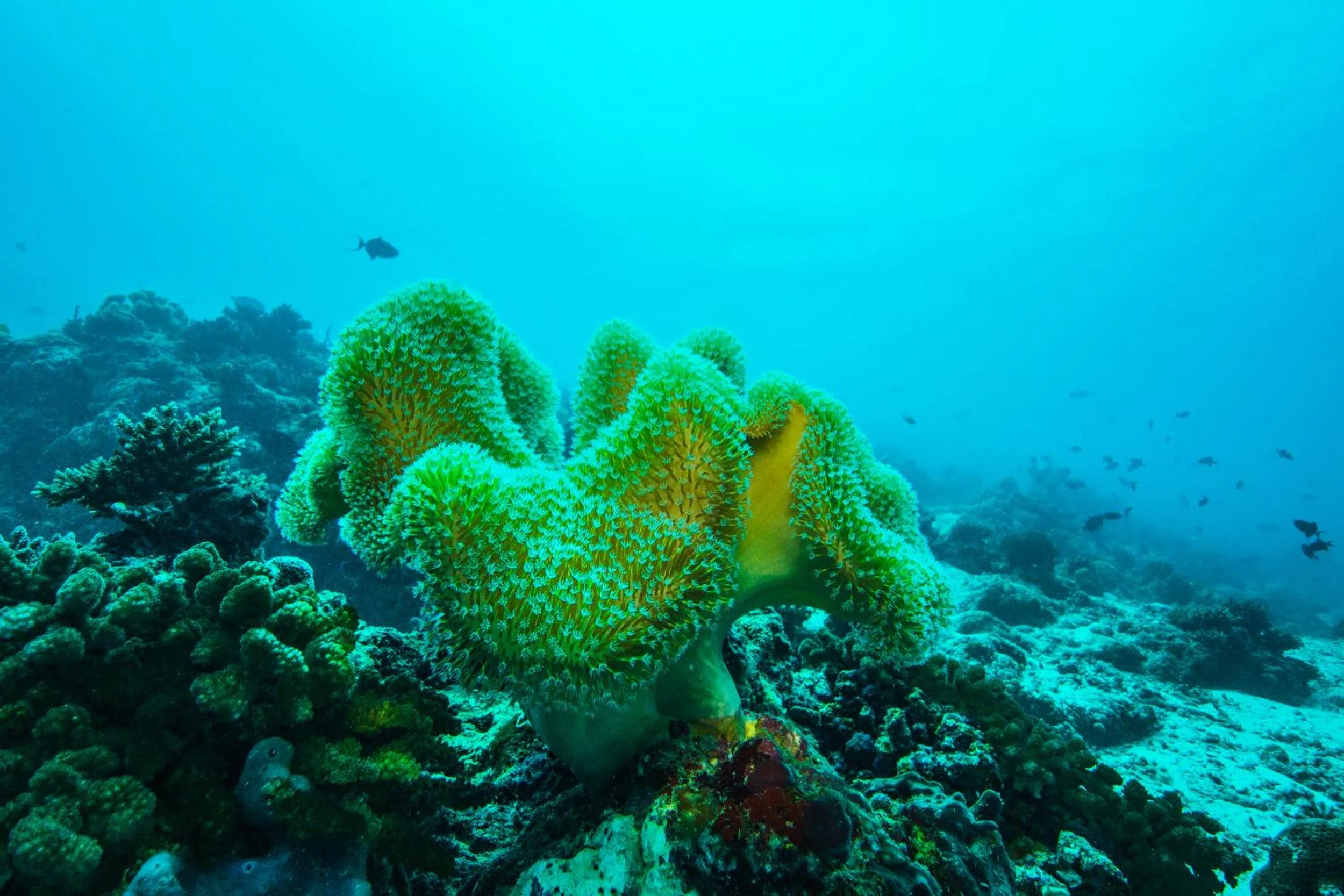 Snorkeling in Embudu Village Maldives