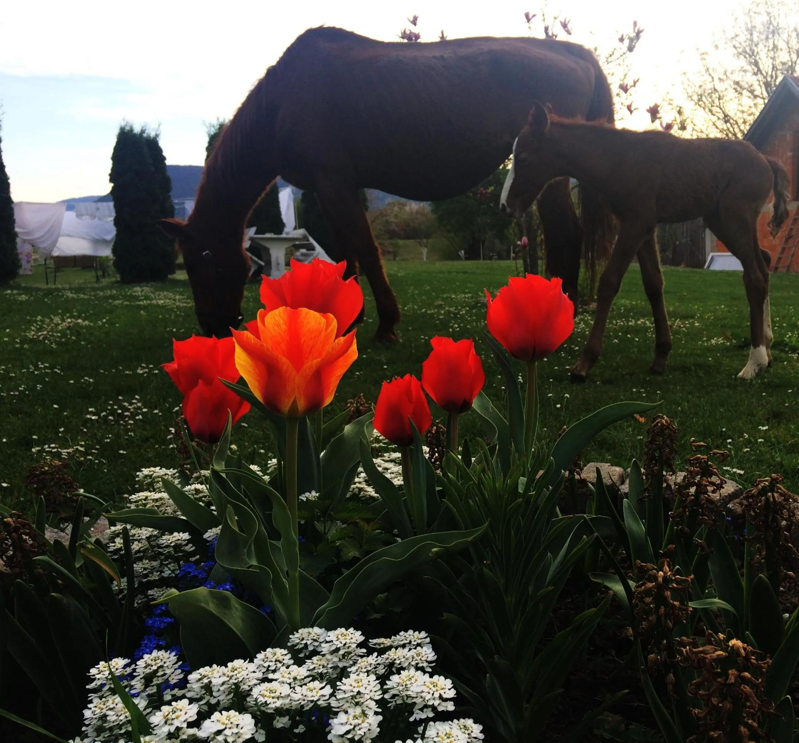 Garden in Ranch Terra