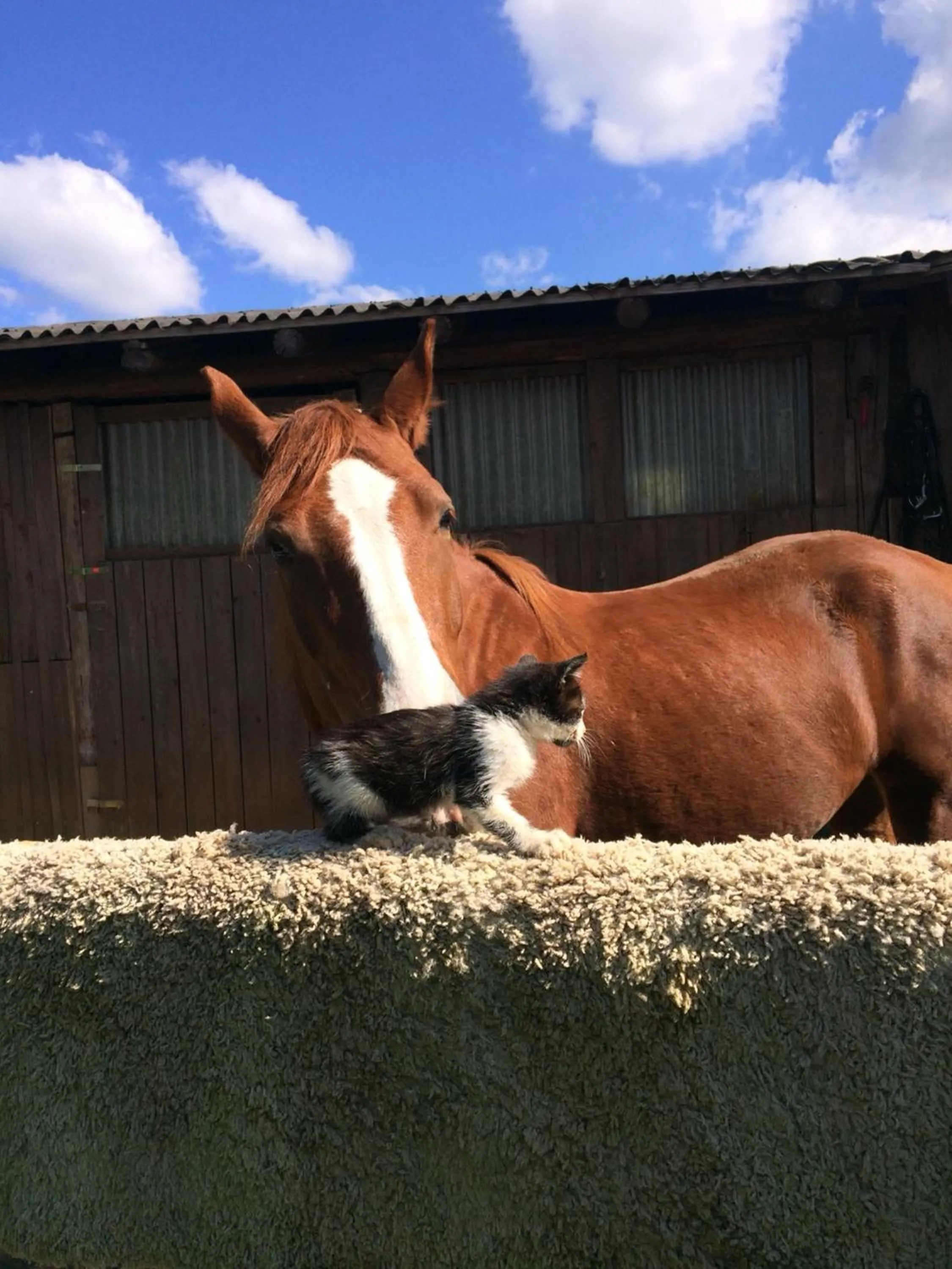 Animals in Ranch Terra