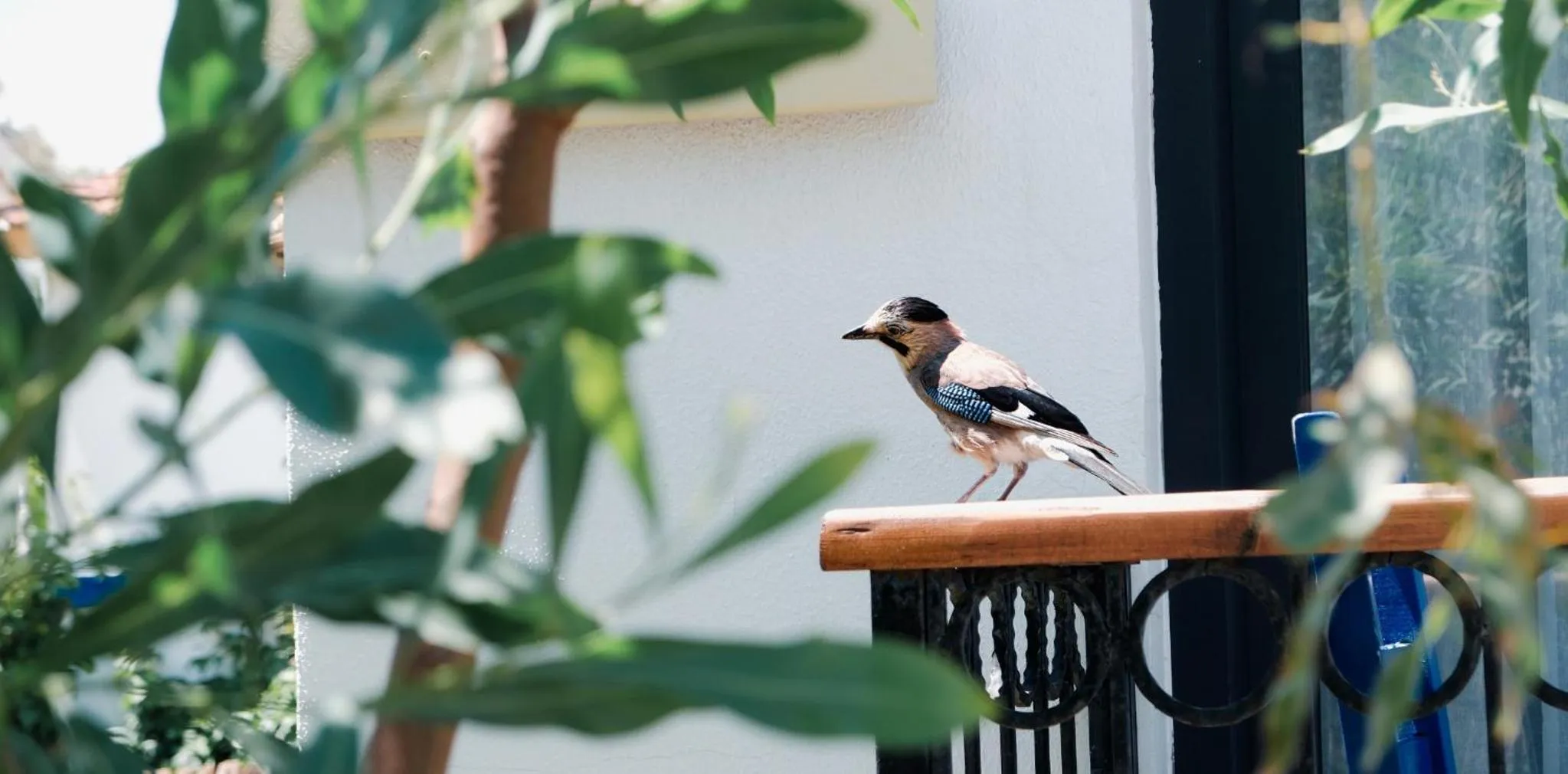 Day in Maya Bistro Hotel & Beach