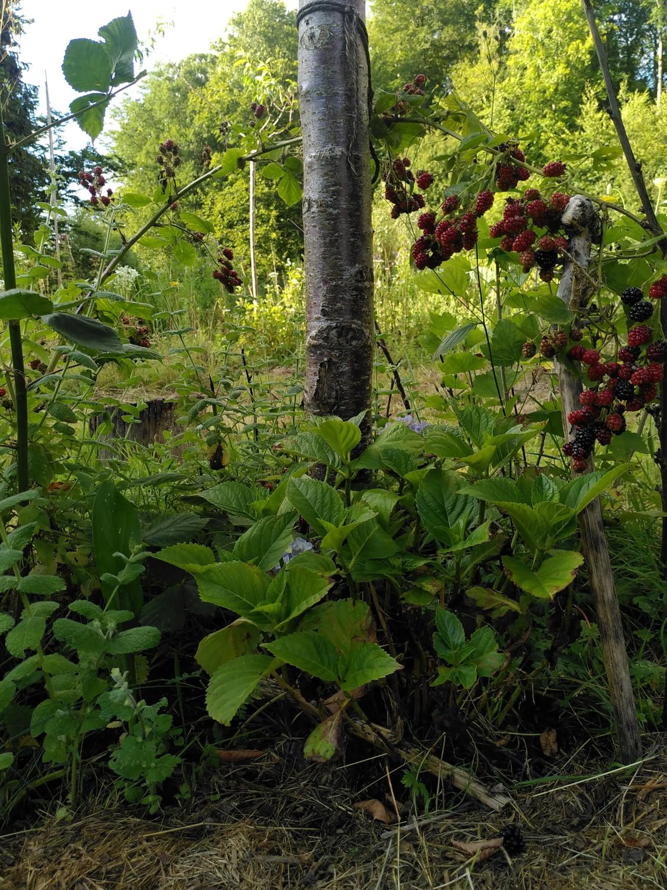 Garden in Le jardin de Saint Jean