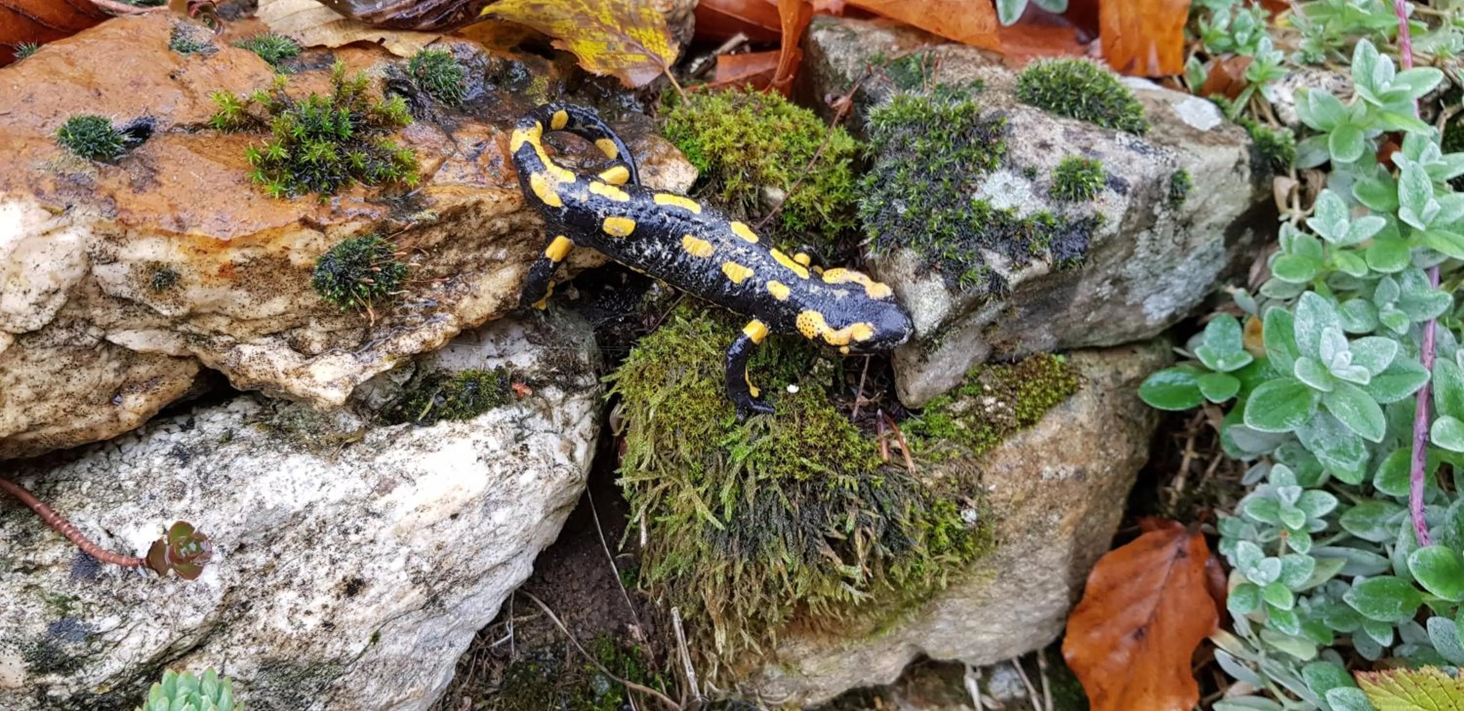 Natural landscape in Le jardin de Saint Jean
