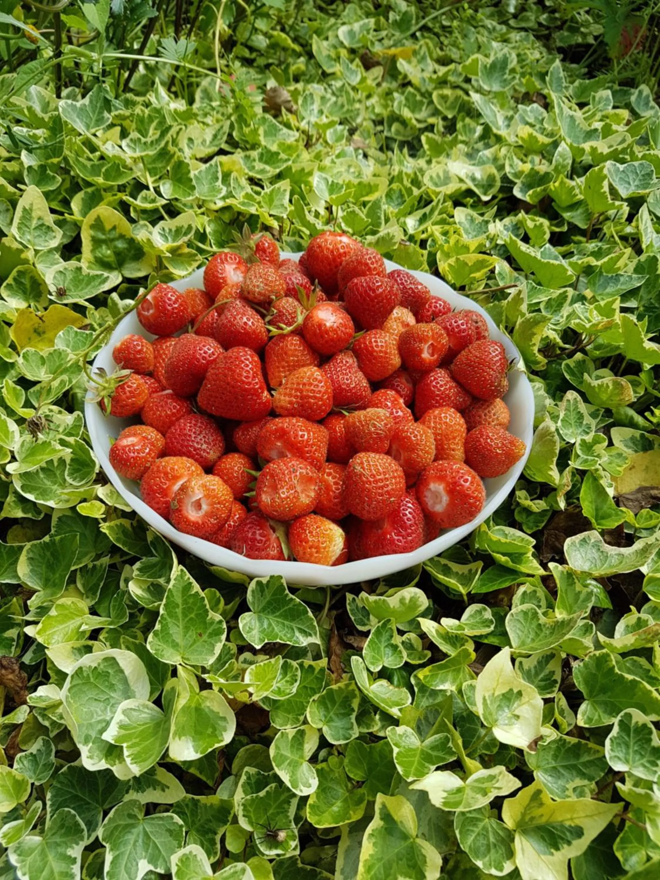 Spring in Le jardin de Saint Jean