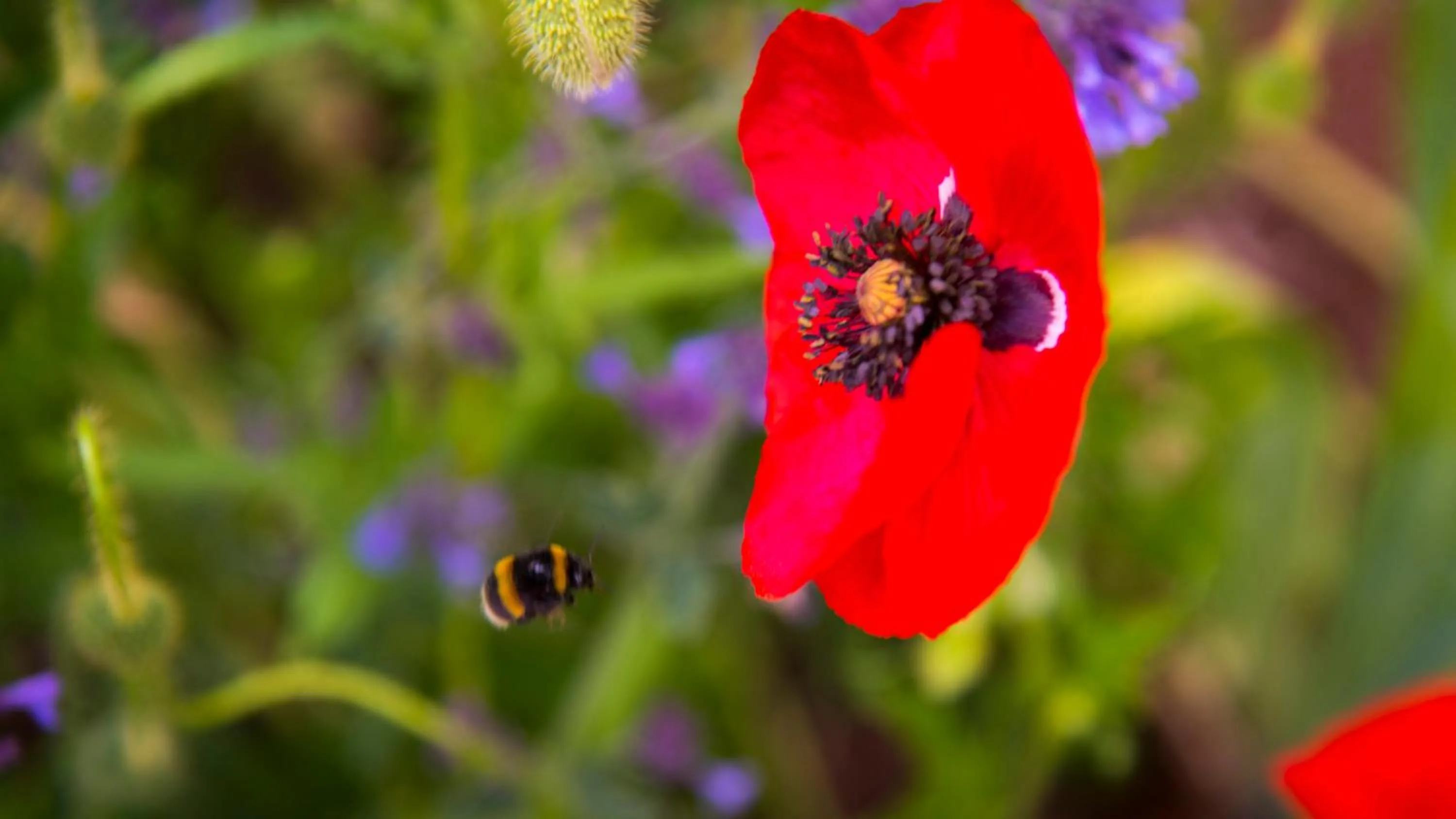 Property building in Arcoona Manor