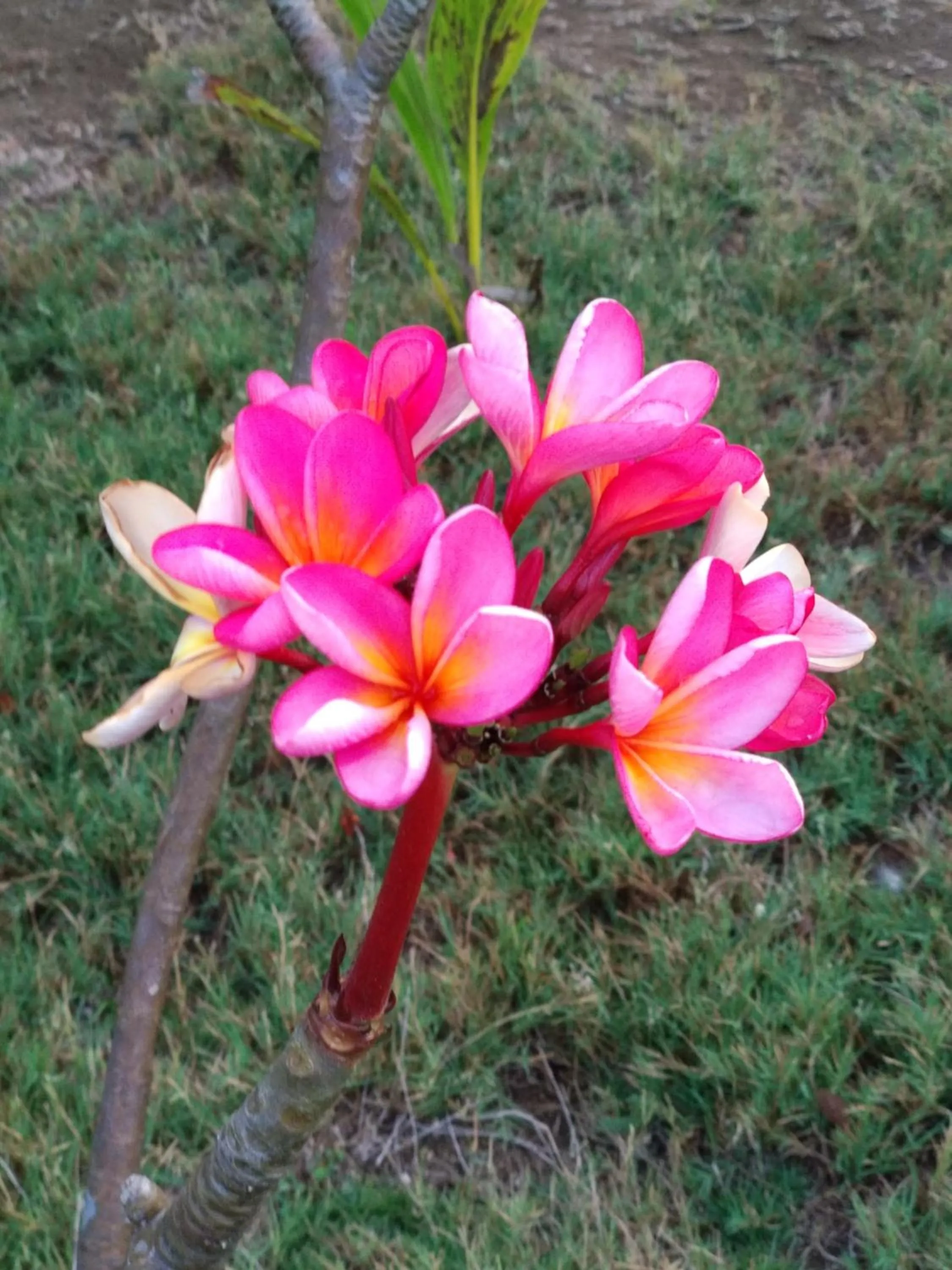 Garden in Cnunk Bungalow