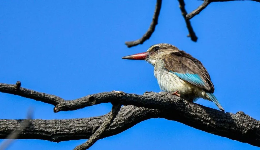 Animals in Pierneef's Kraal