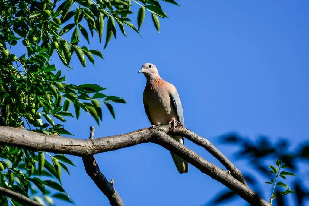 Animals in Pierneef's Kraal