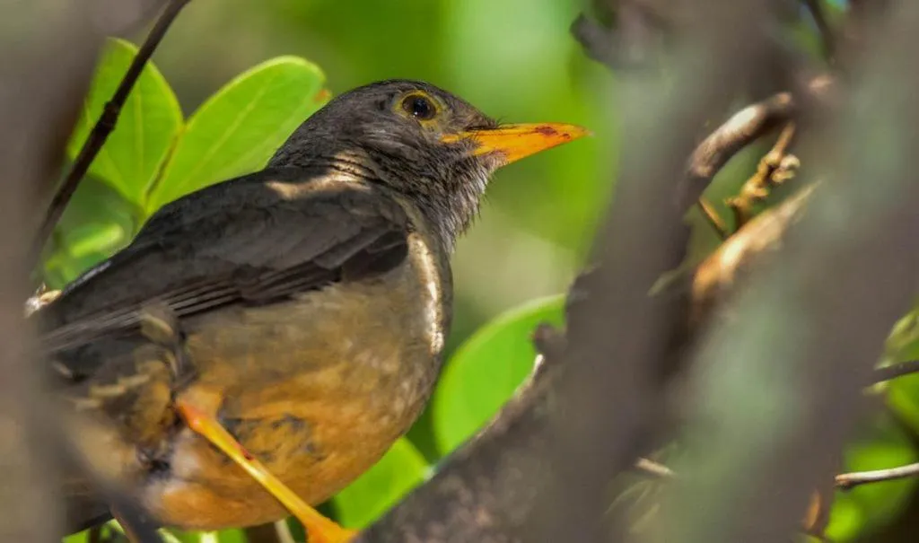 Animals in Pierneef's Kraal