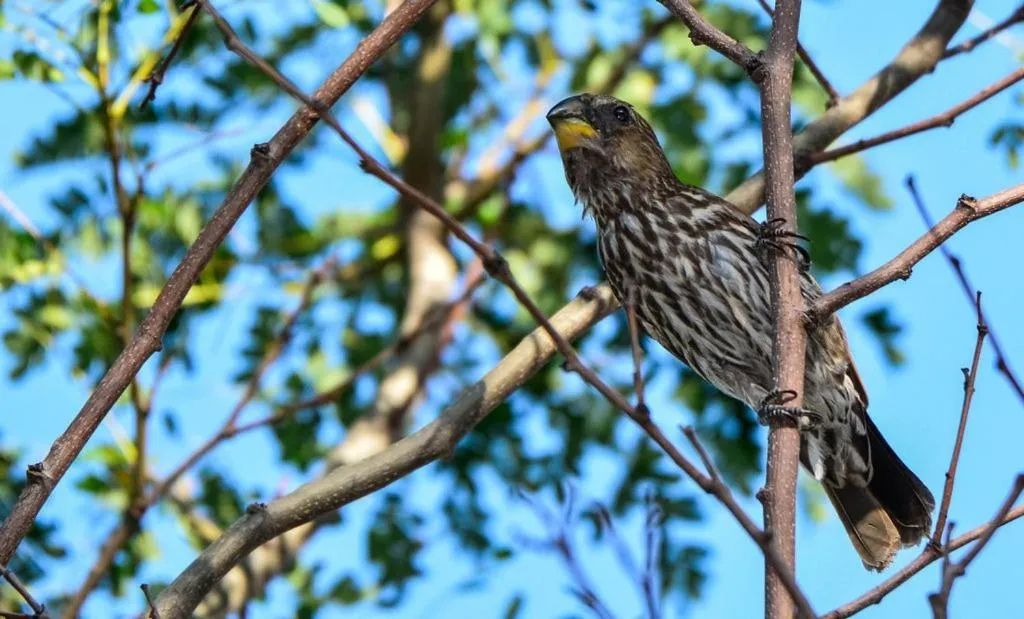 Animals in Pierneef's Kraal