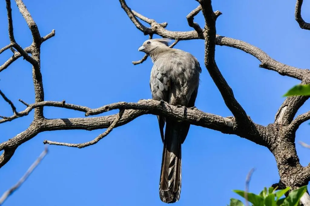 Animals in Pierneef's Kraal