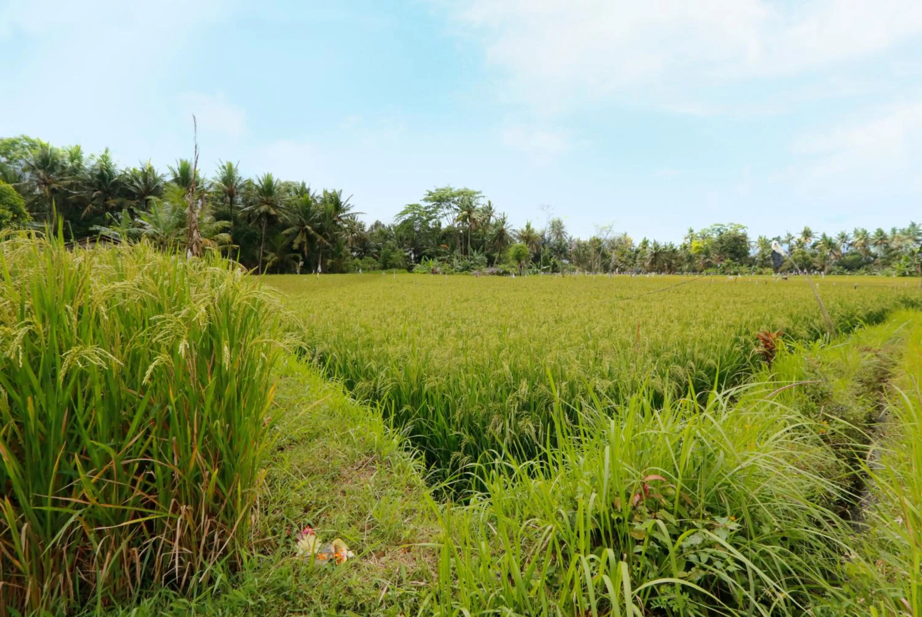 Area and facilities in ThanTha Ubud Villa