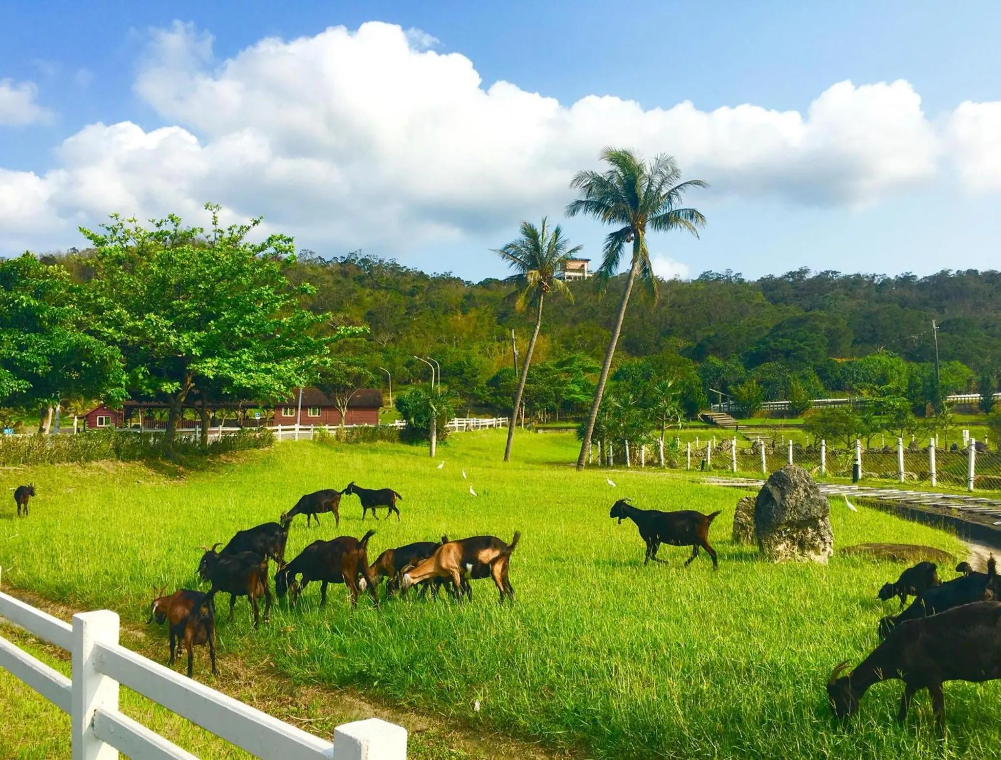 Animals in Kentington Resort