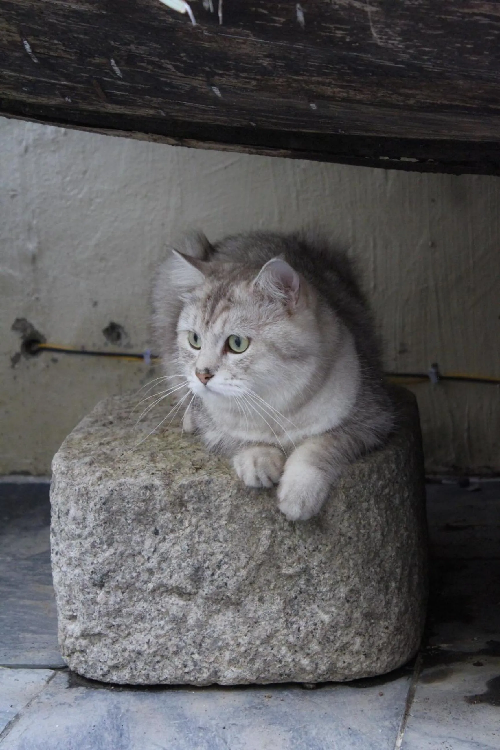 Pets in Chaozhou Hello Inn