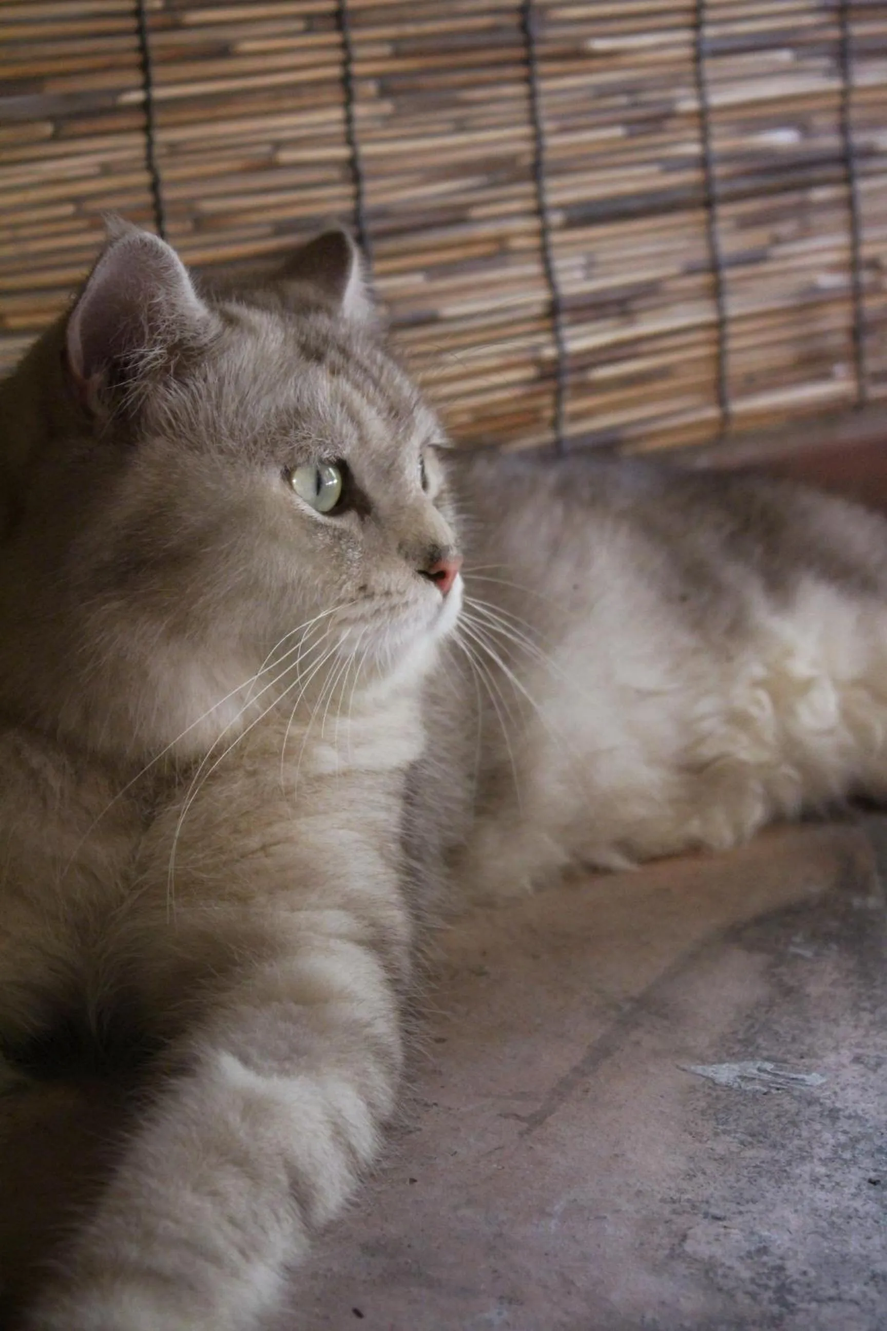 Pets in Chaozhou Hello Inn