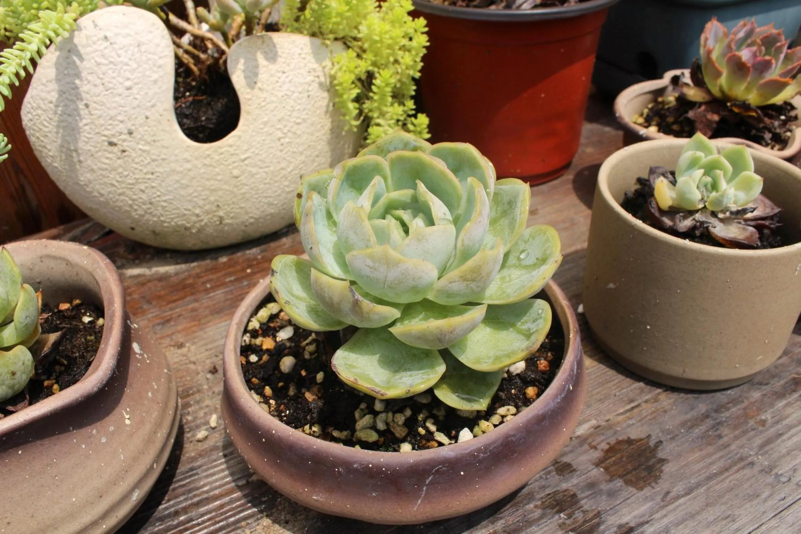 Garden in Chaozhou Hello Inn