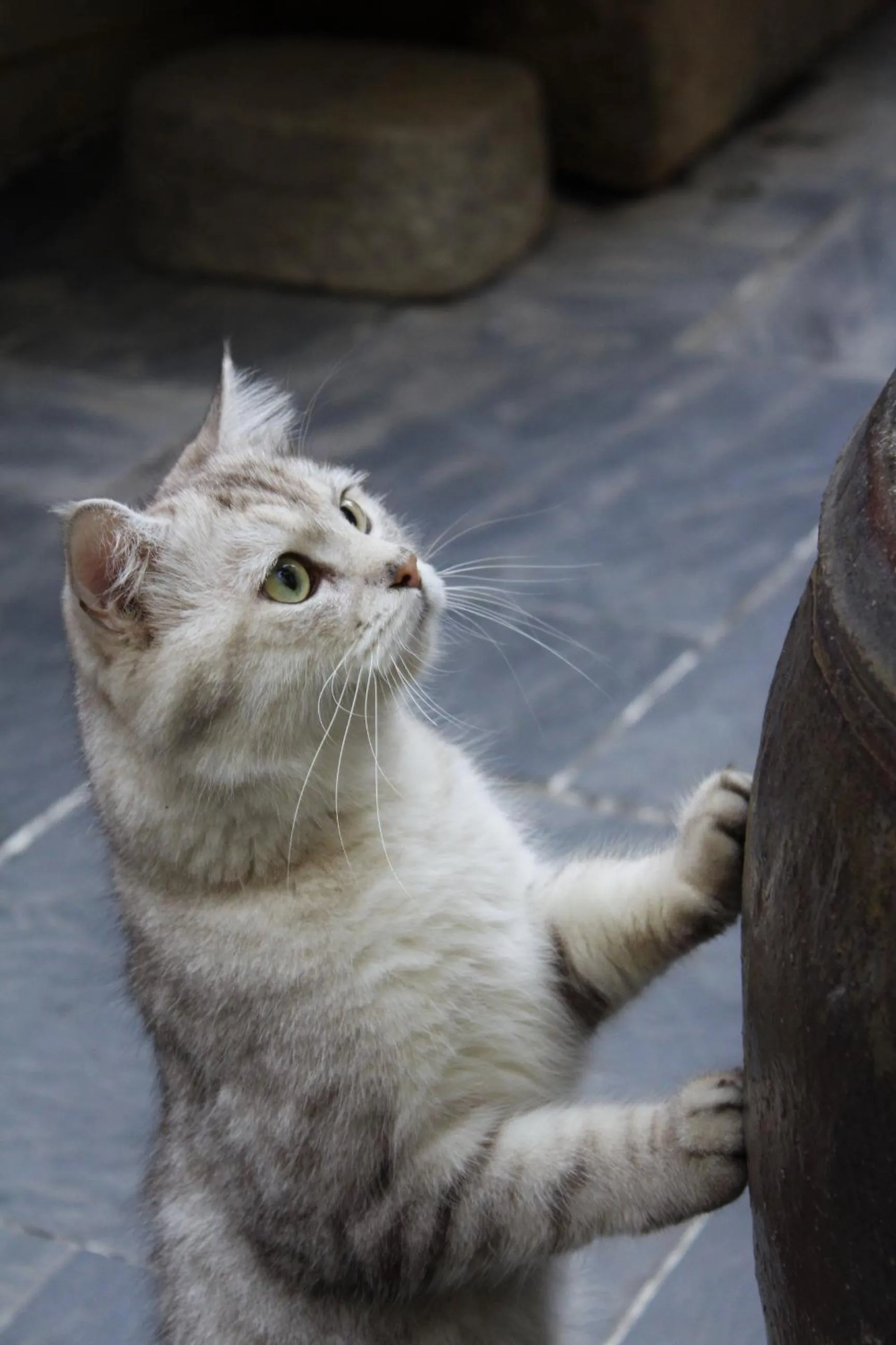 Pets in Chaozhou Hello Inn