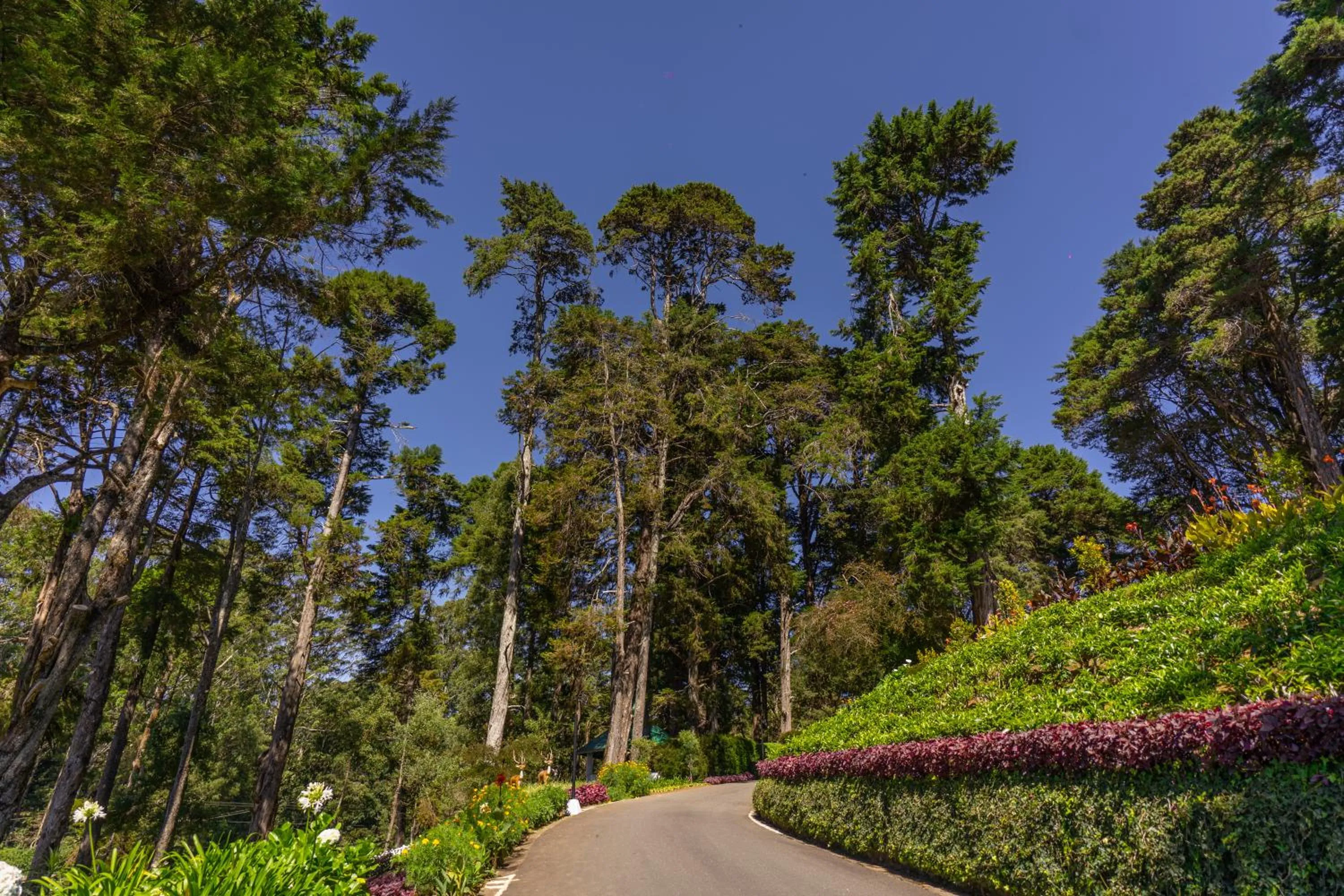 Spring in Mirage Kings Cottage