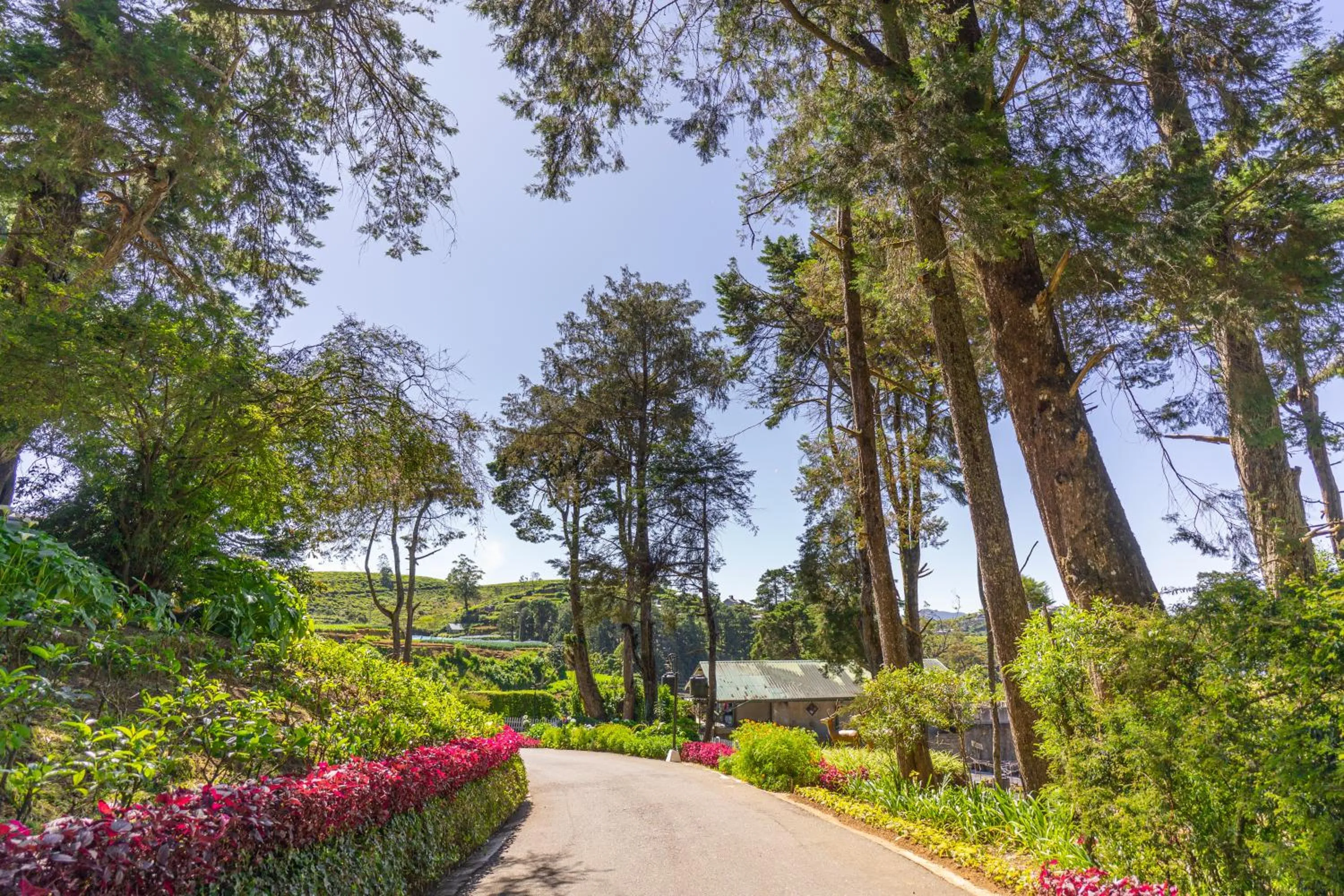 Natural landscape in Mirage Kings Cottage