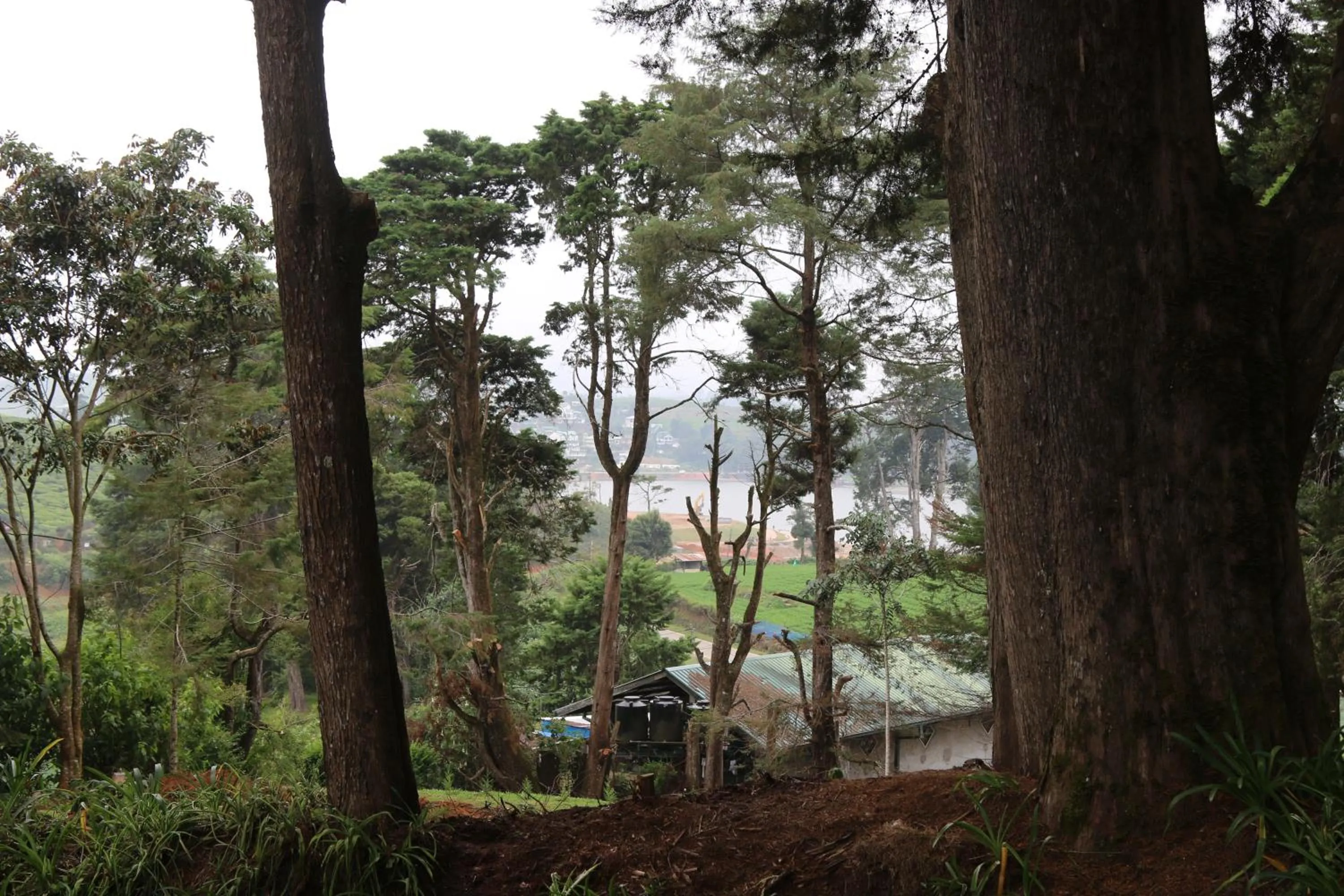 Garden in Mirage Kings Cottage