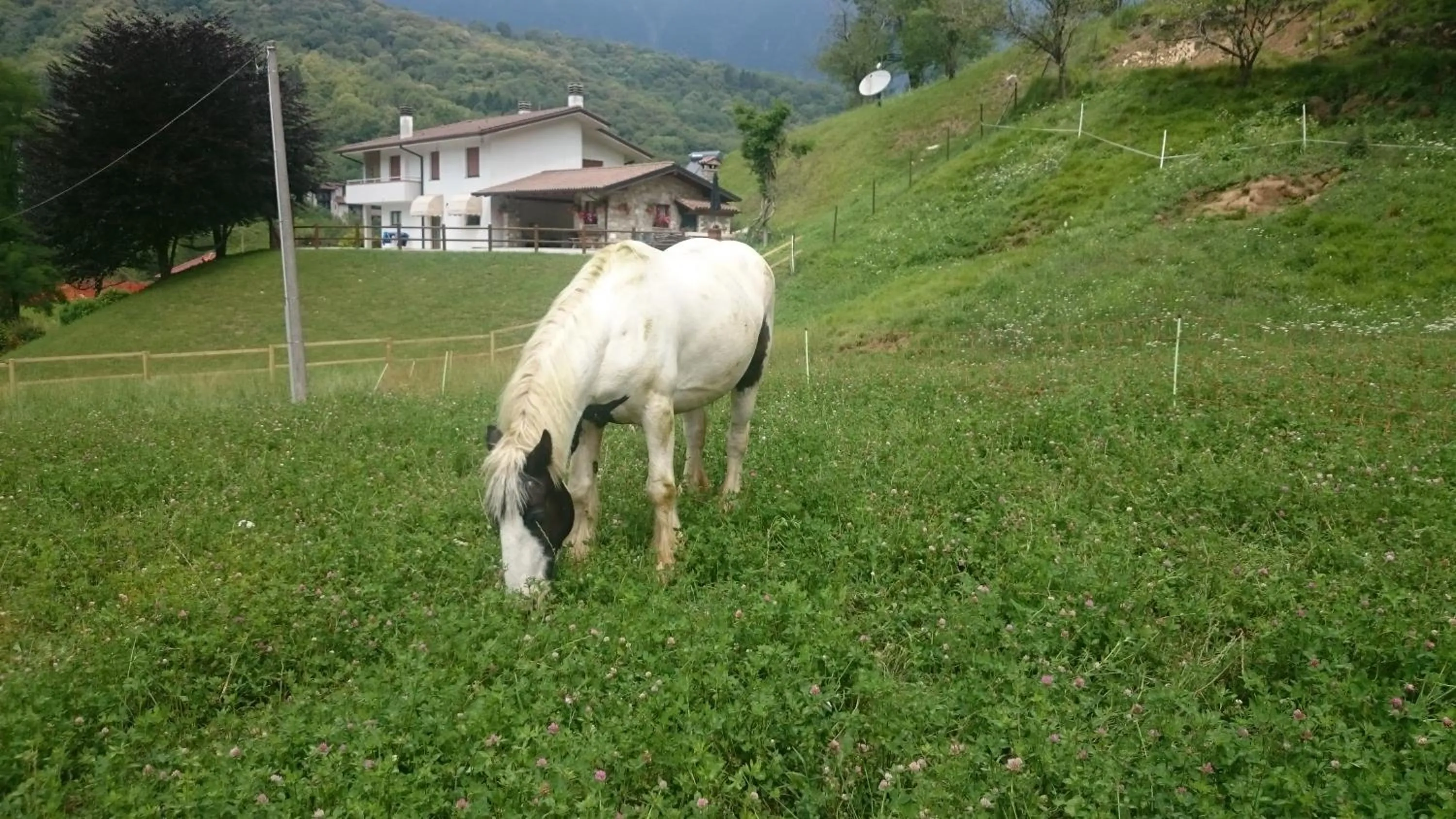 Pets in B&B IN FATTORIA
