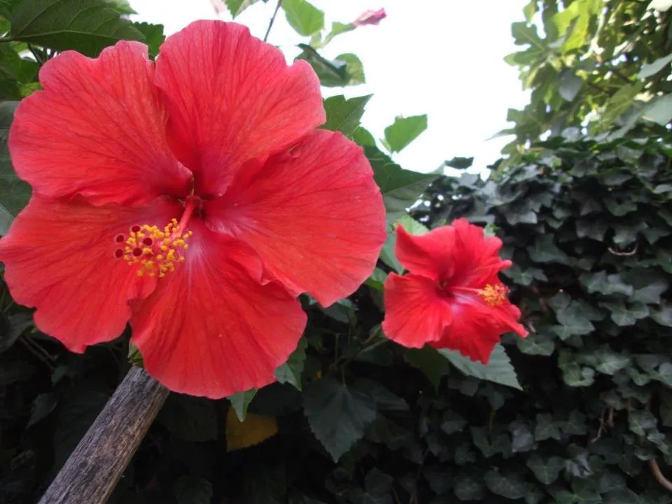 Garden in House of Tonga