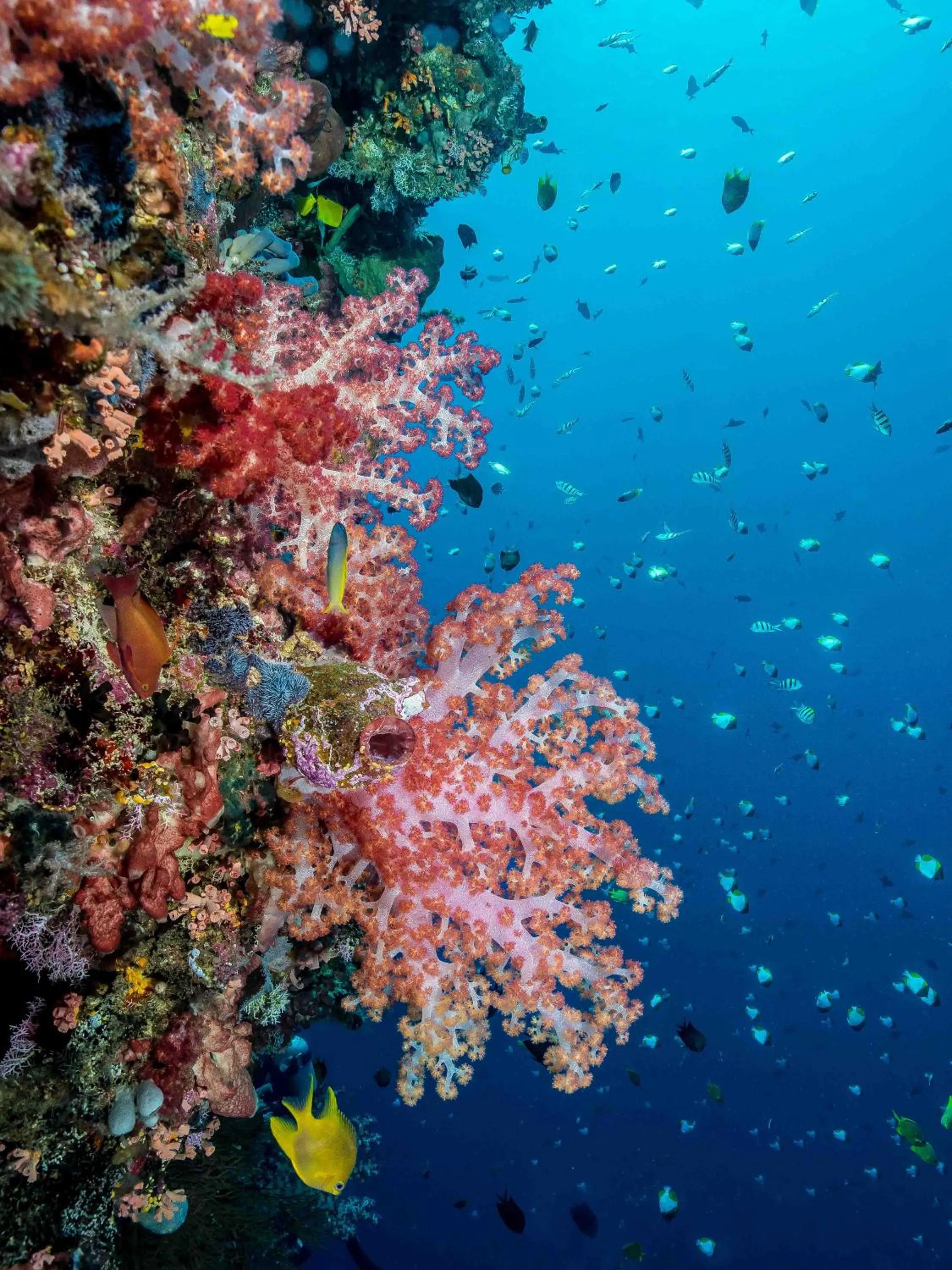 Diving in Murex Dive Resort
