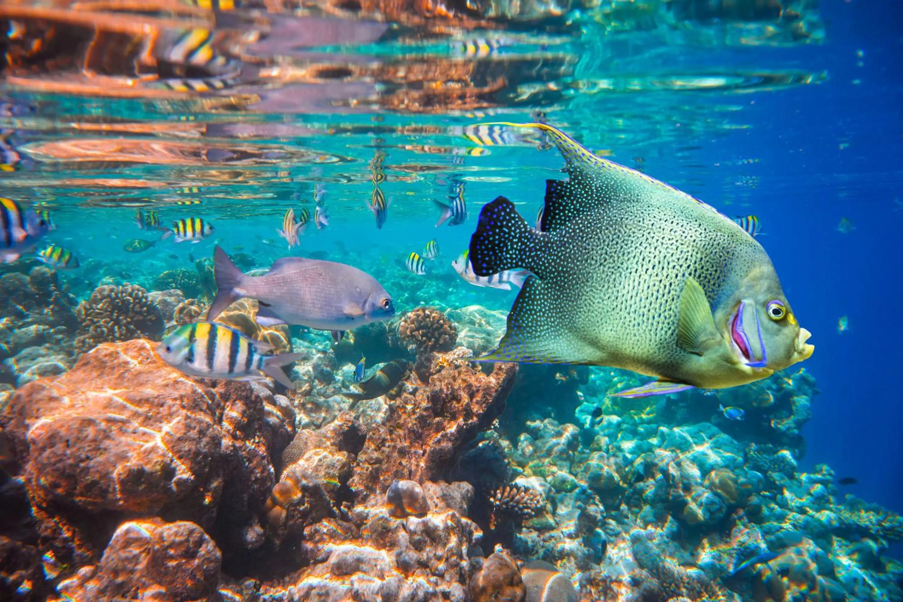 Snorkeling in The Vinorva Maldives