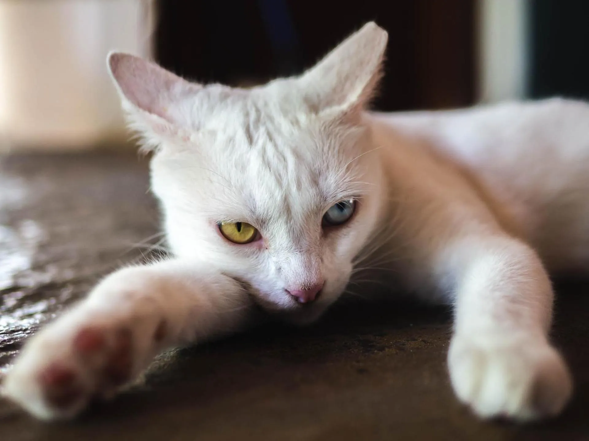 Animals in Casa Acquamarina