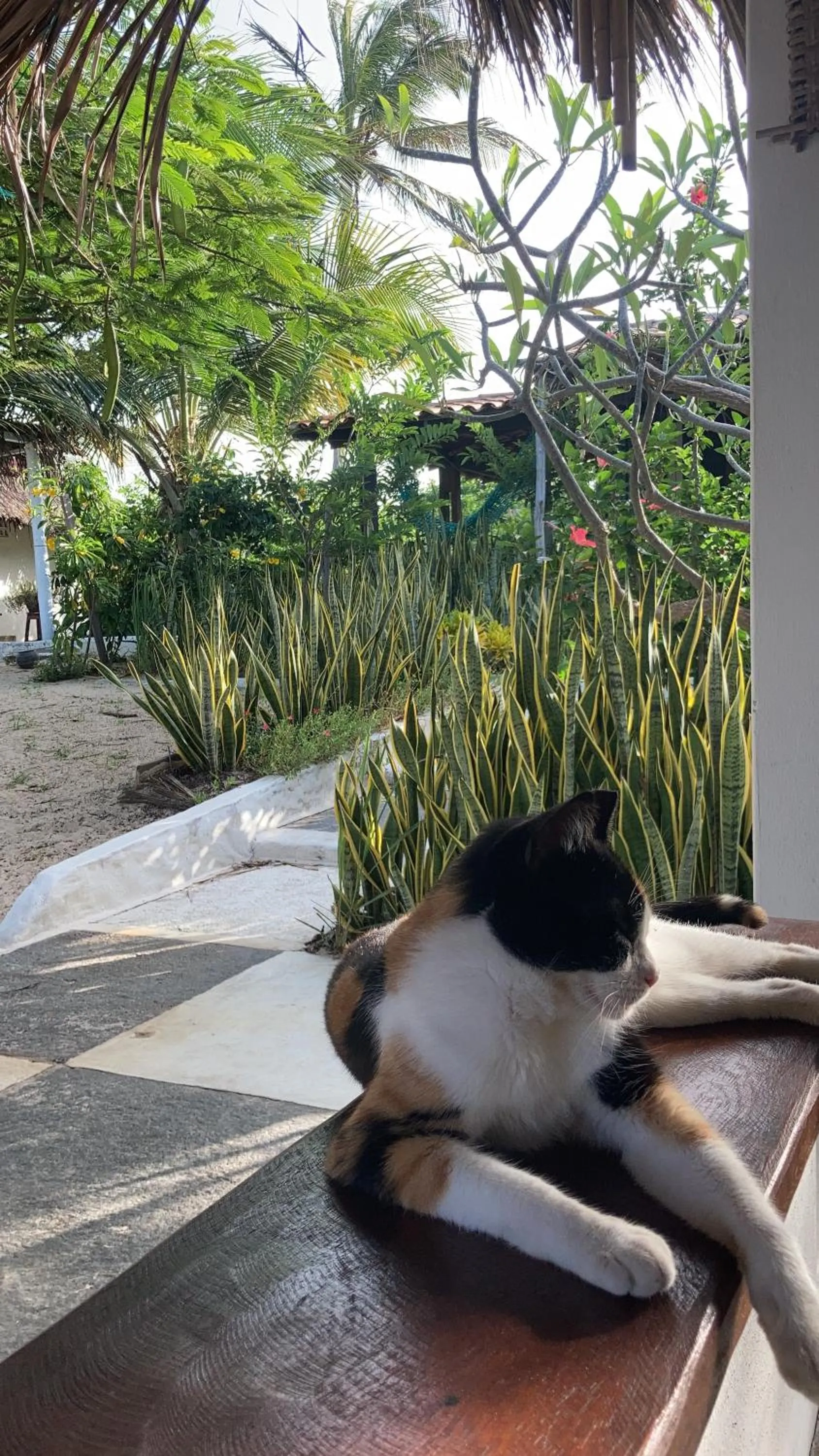 Pets in Casa Acquamarina