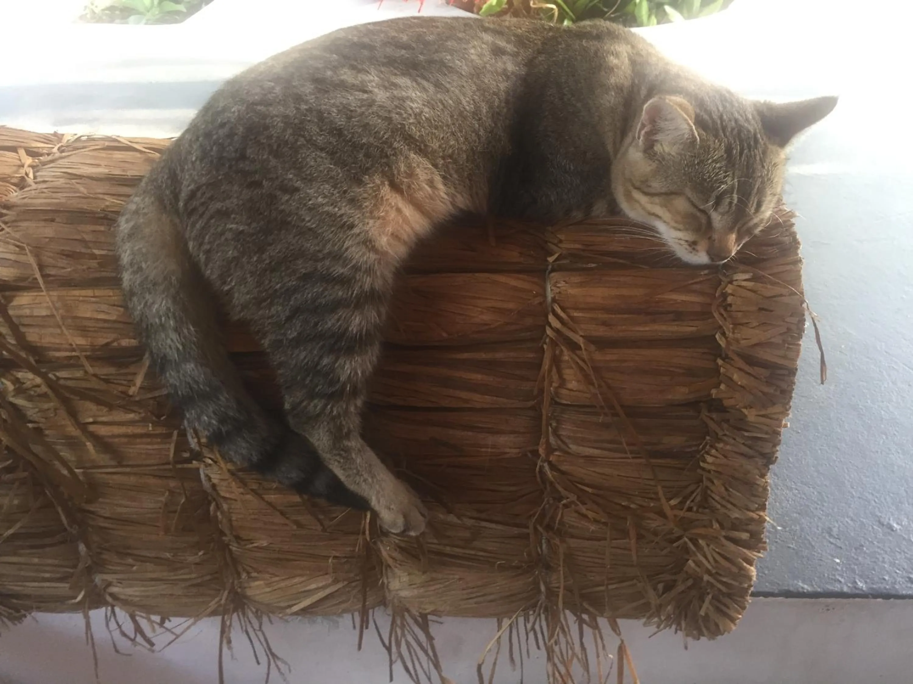 Pets in Casa Acquamarina