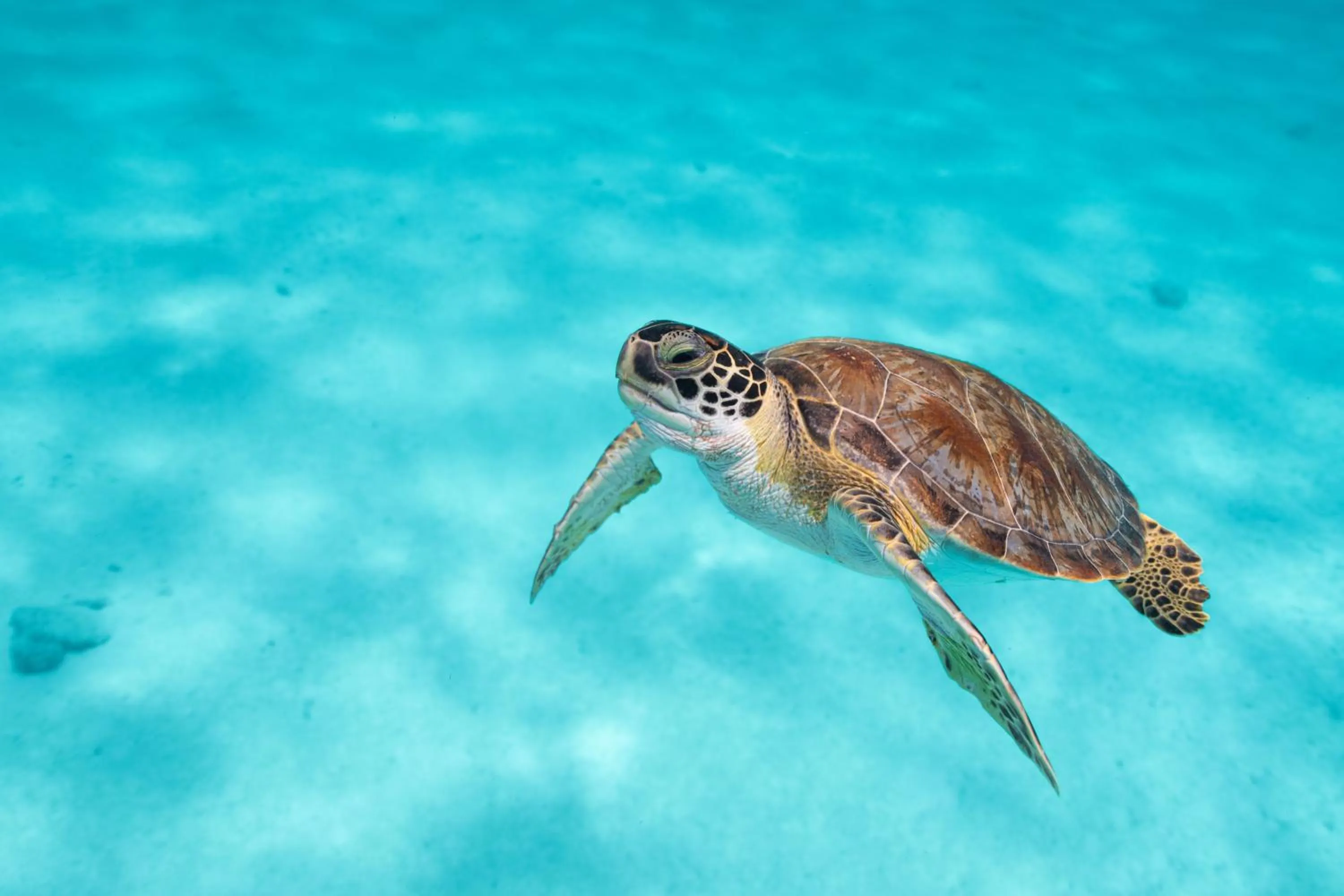 Diving in Van der Valk Plaza Beach & Dive Resort Bonaire - ALL INCLUSIVE