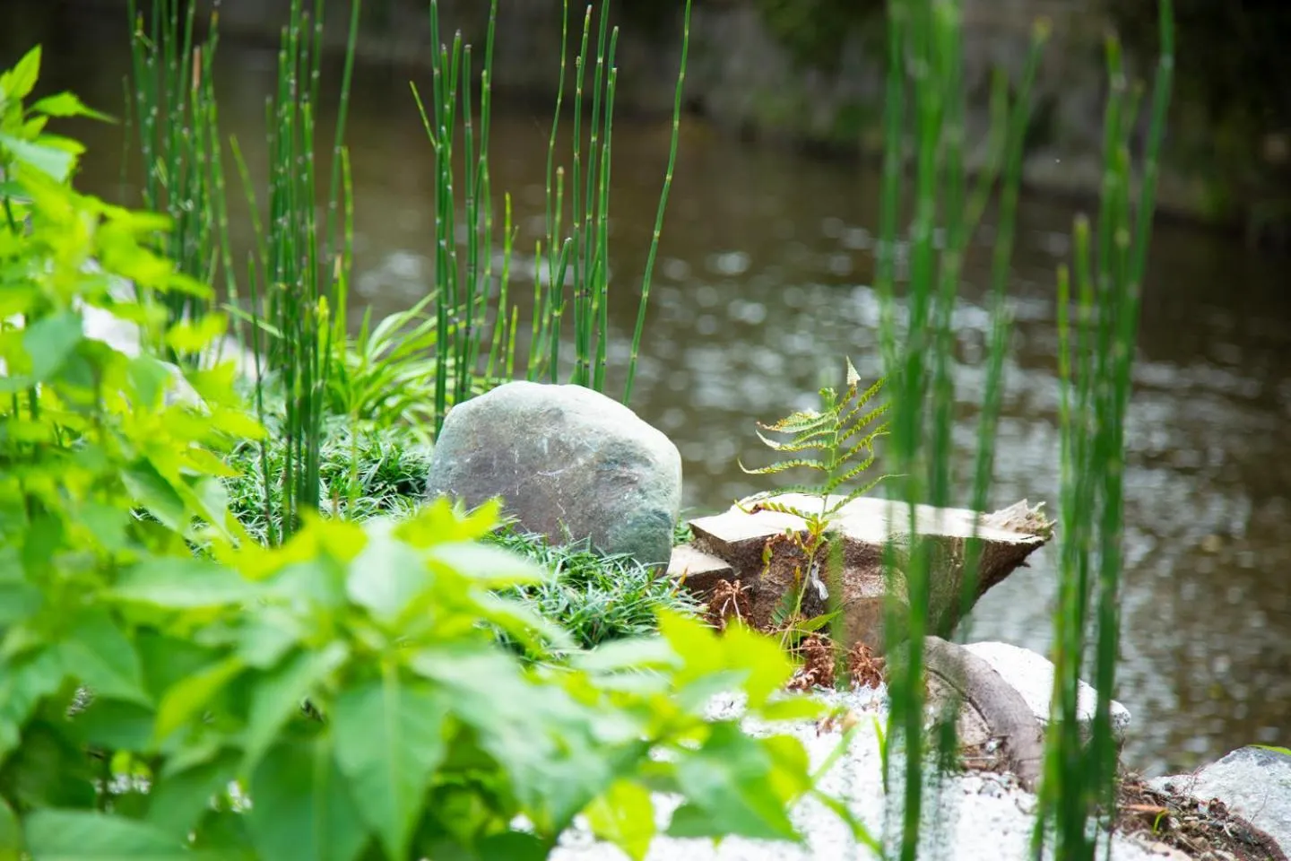 Summer in Kyoto Takasegawa Bettei