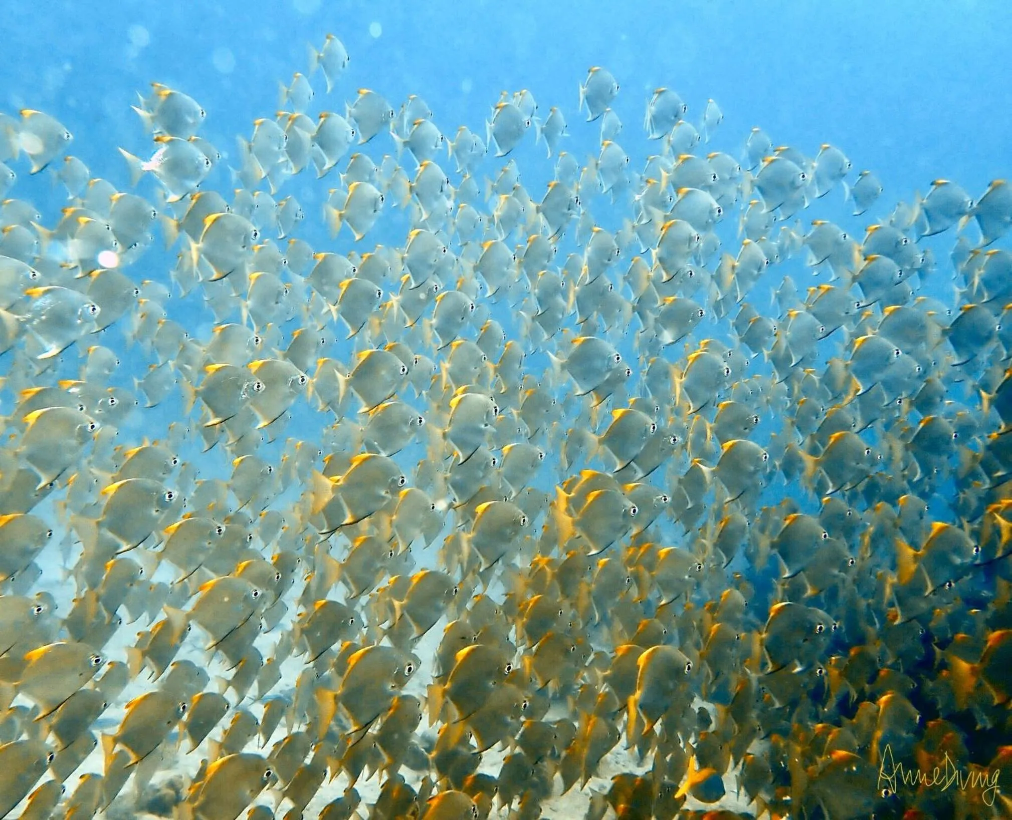 Activities in Kinnaree Resort Koh Kood