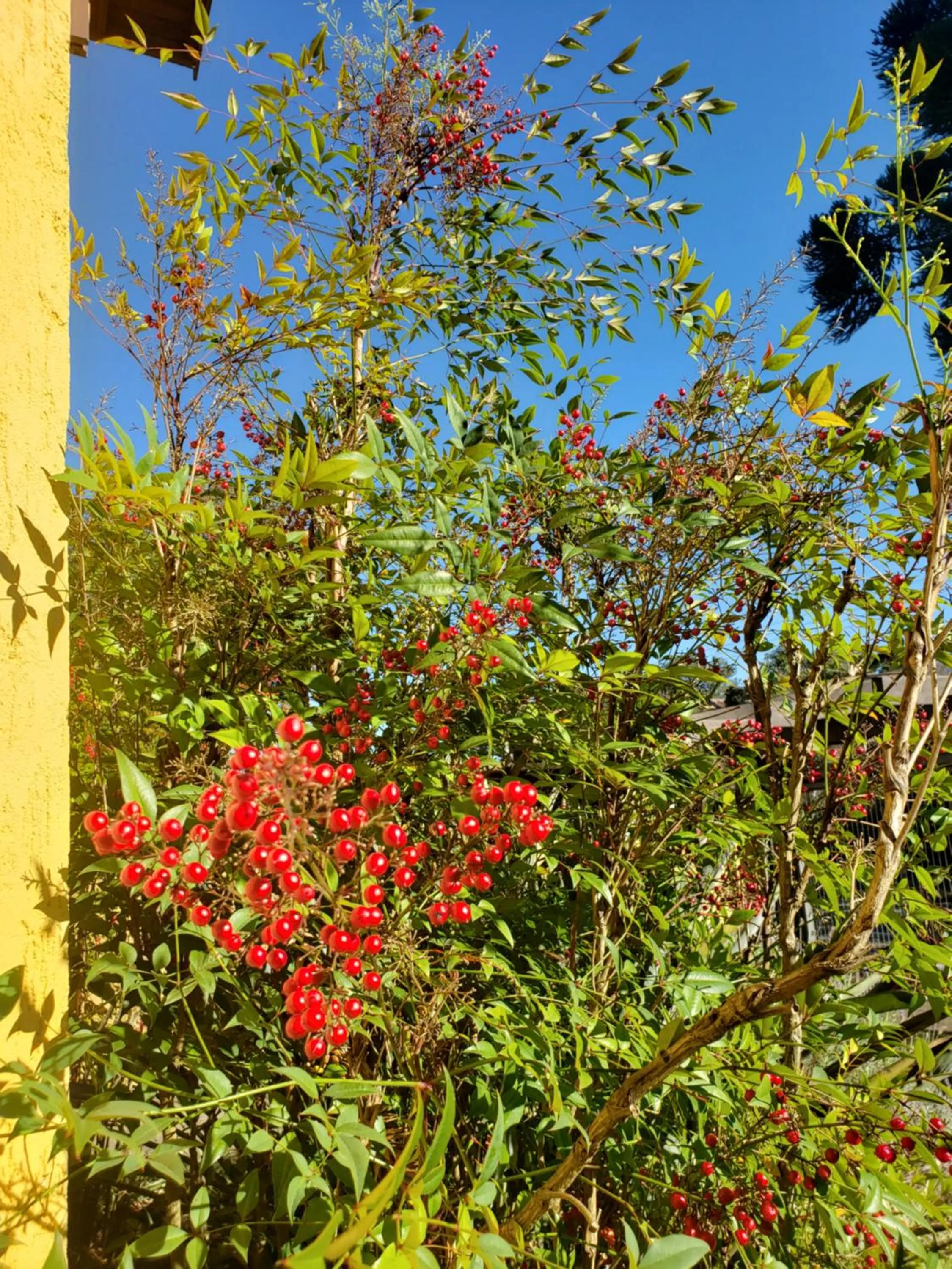 Garden in Apartamento Flor de Canela