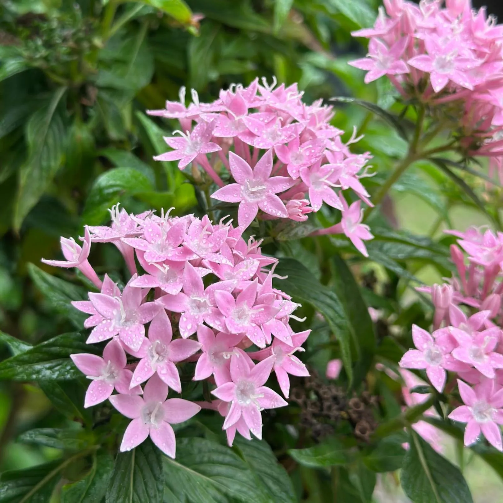 Garden in Pousada Lagoa do Rosa